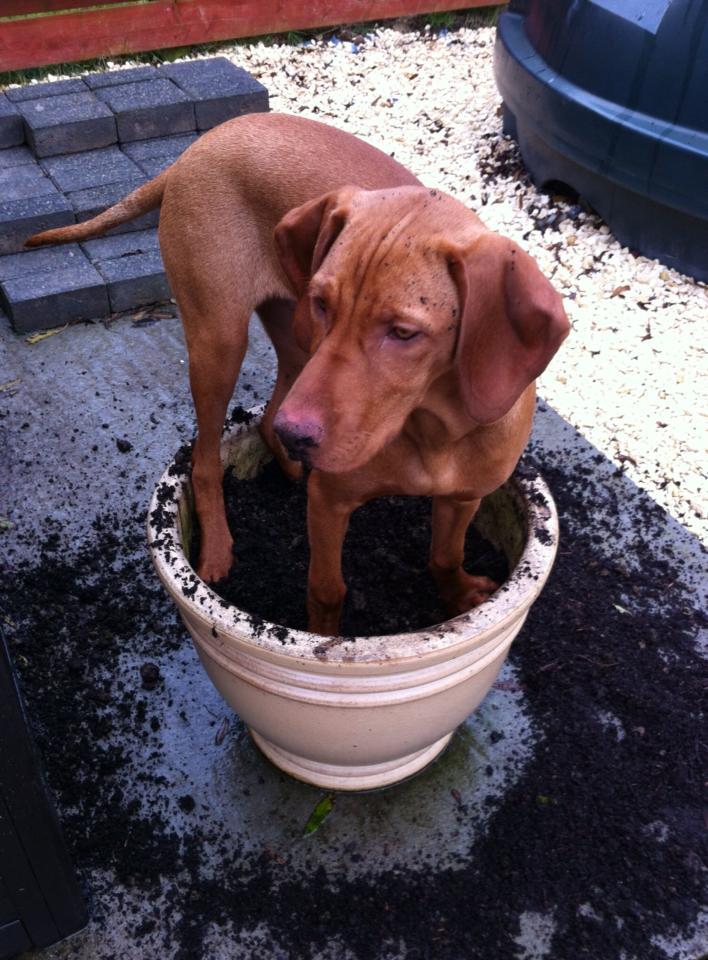 brody-in-plant-pot
