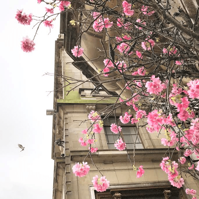 Edinburgh Blossom