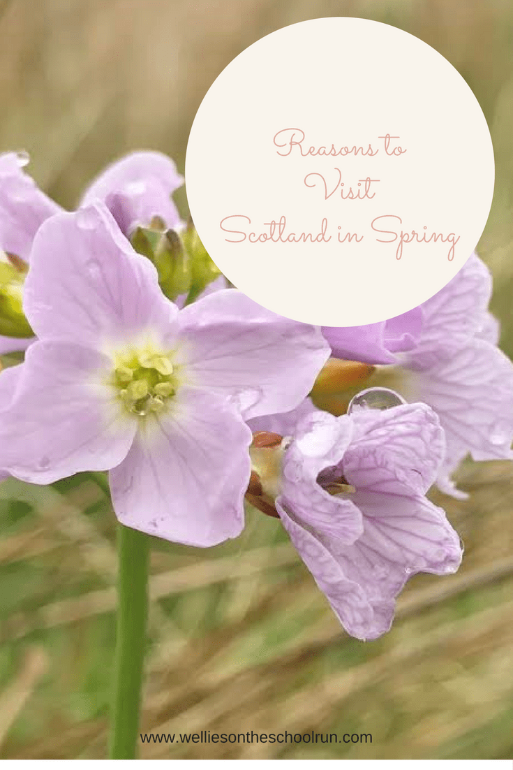 Reasons to Visit Scotland in Spring.png