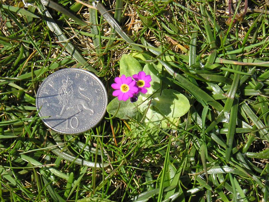Scottish Primrose.png