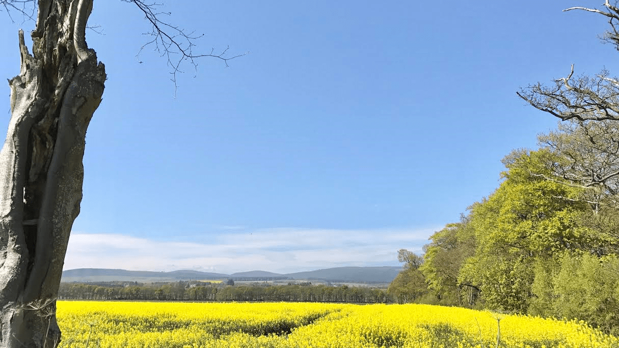 Yellow Fields
