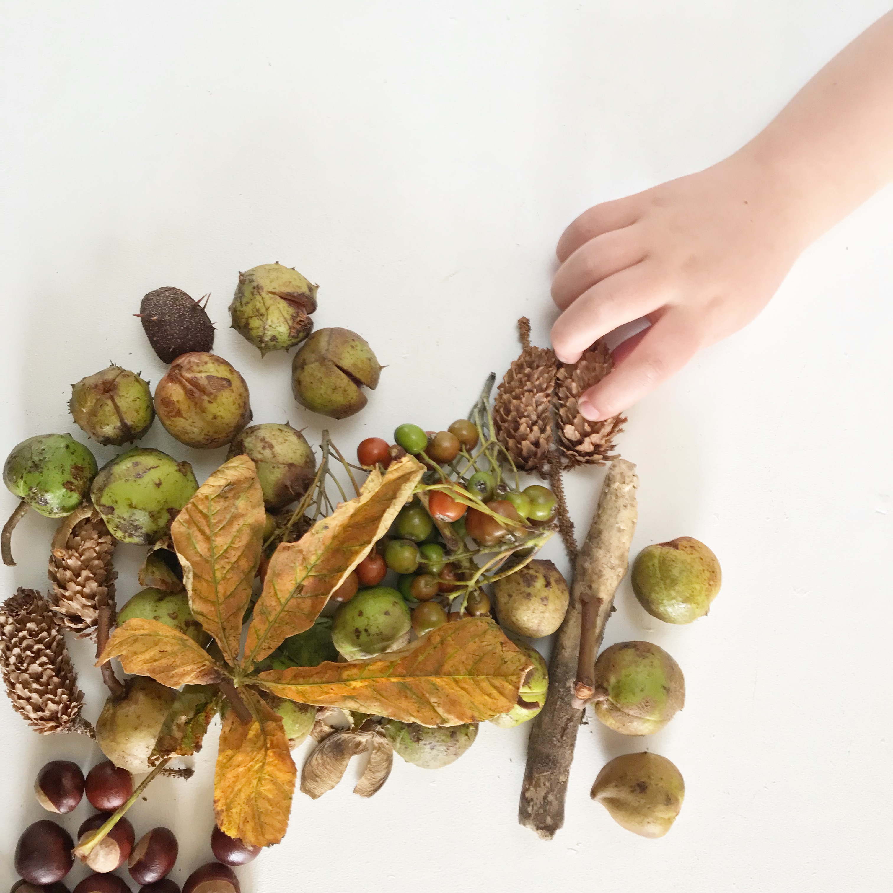 Autumn Treasures.JPG