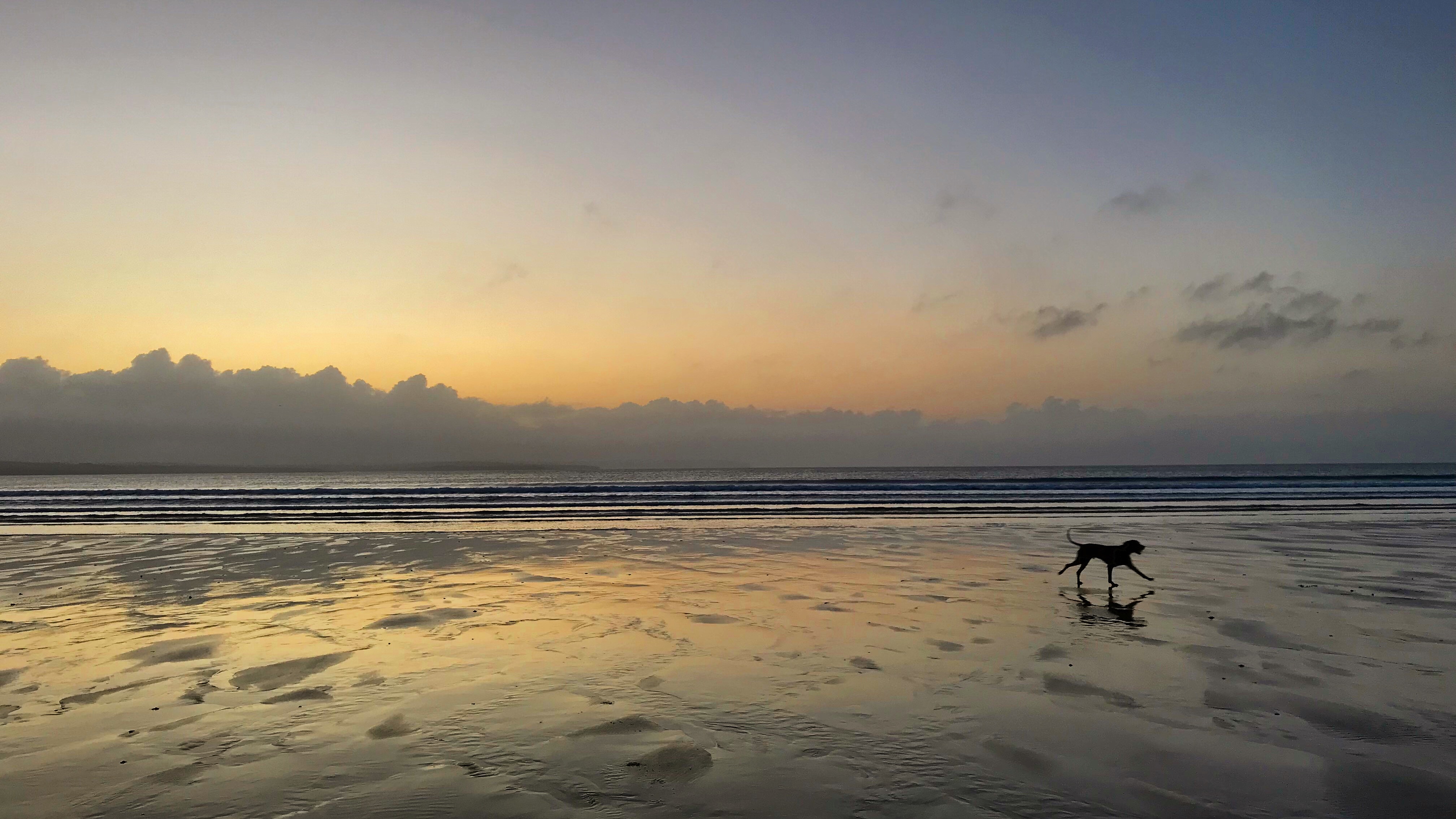 Dog on beach at sunset