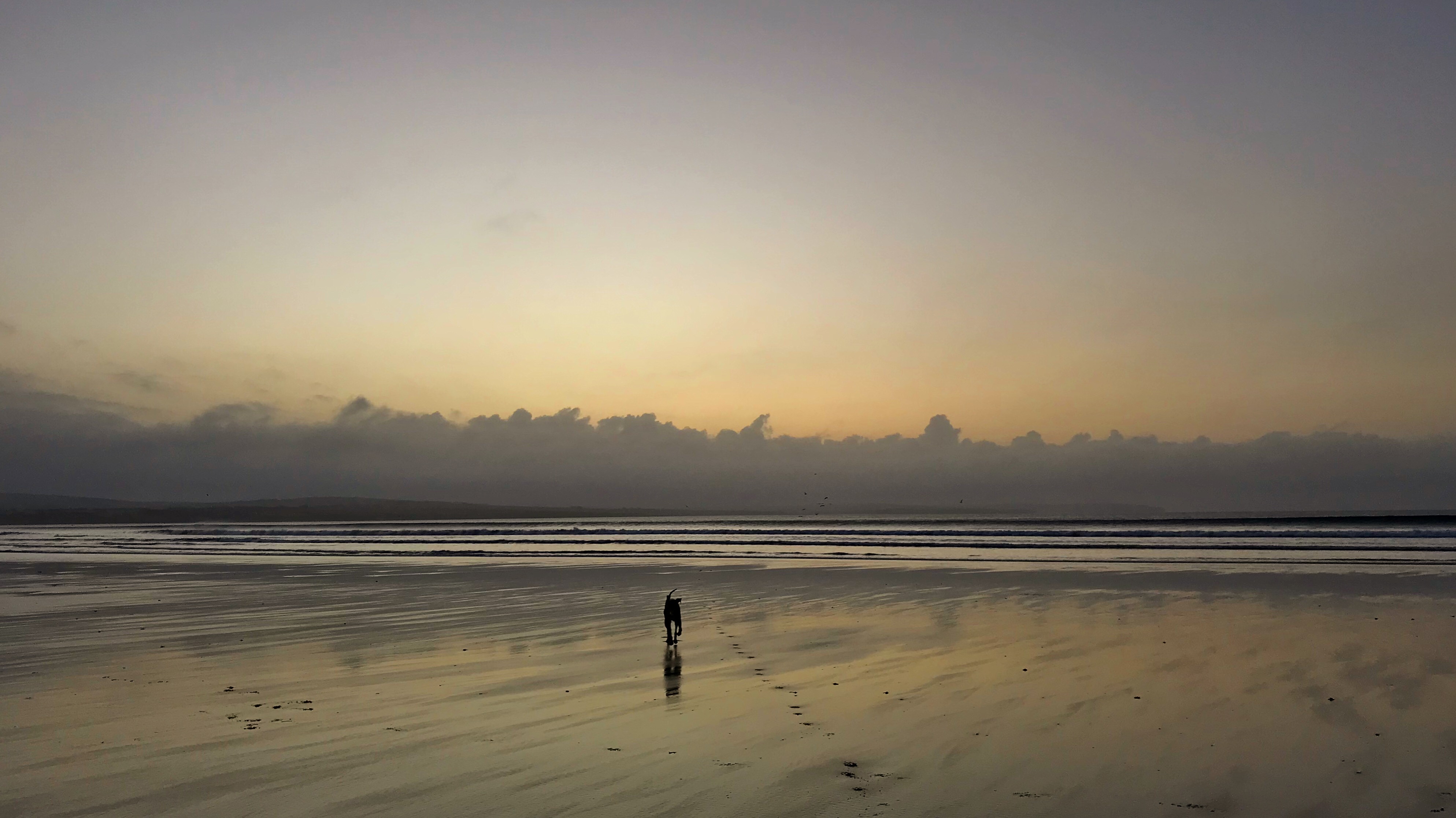 Sunset Beach Dog.JPG