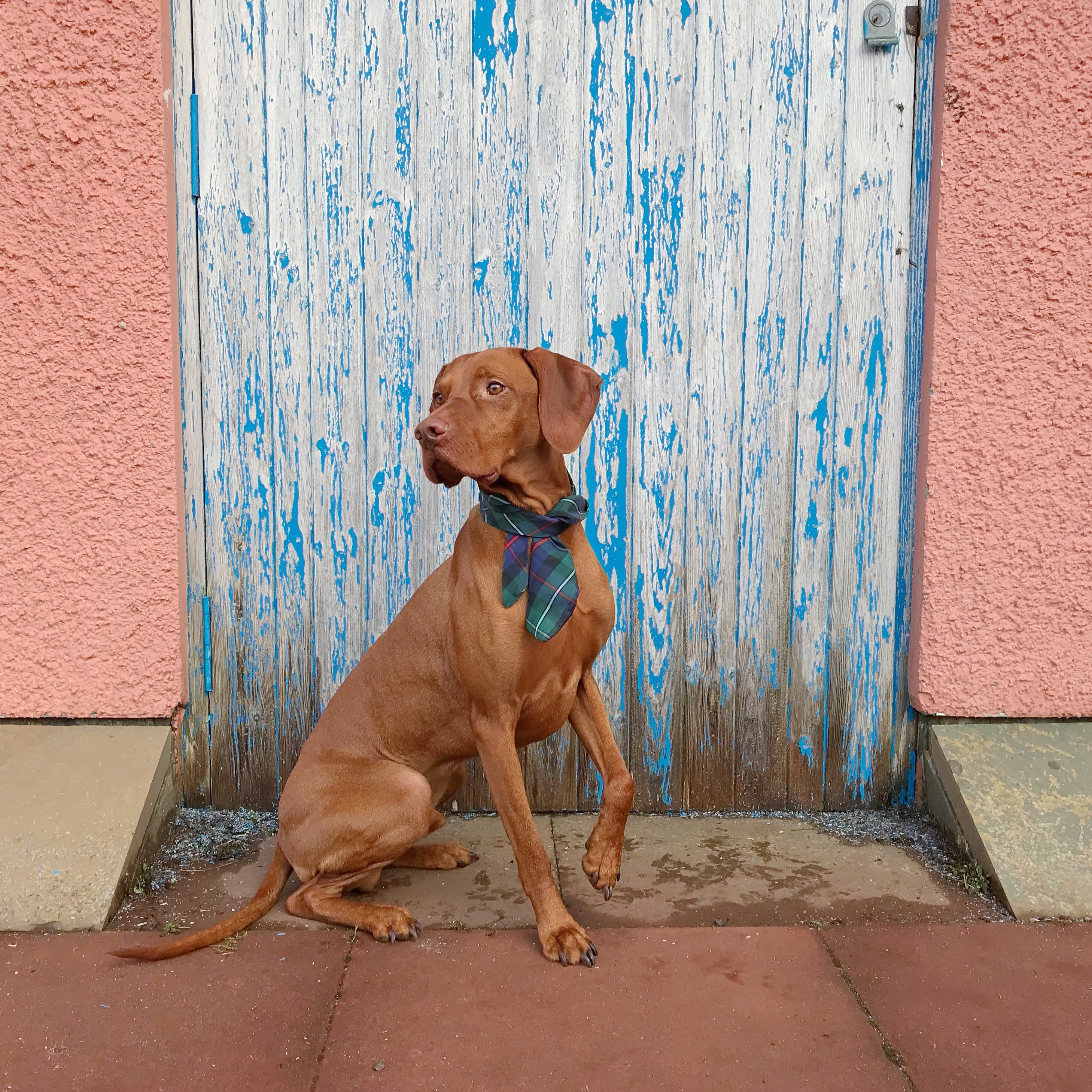 Hungarian Viszla in Tartan Tie