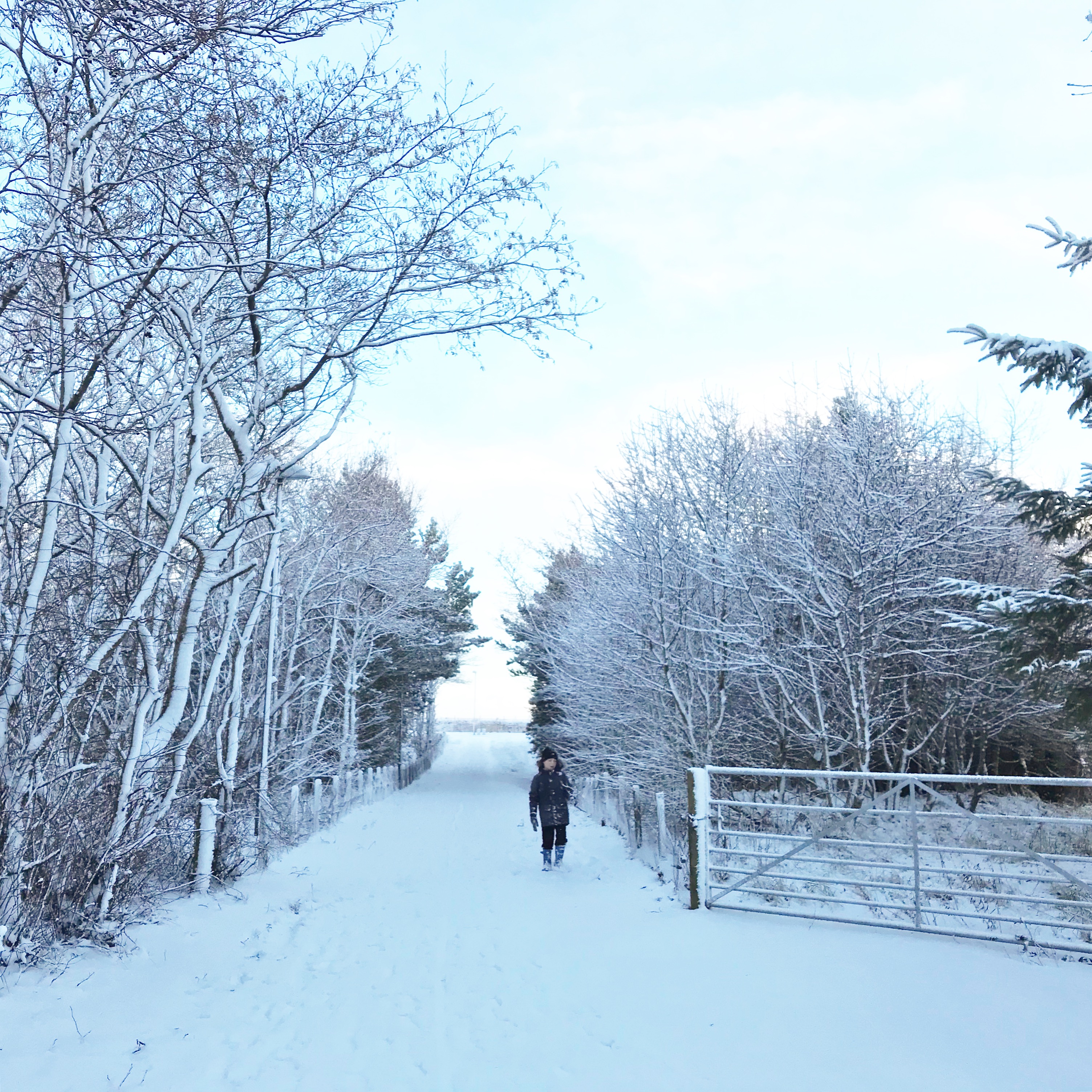 Snow and Trees