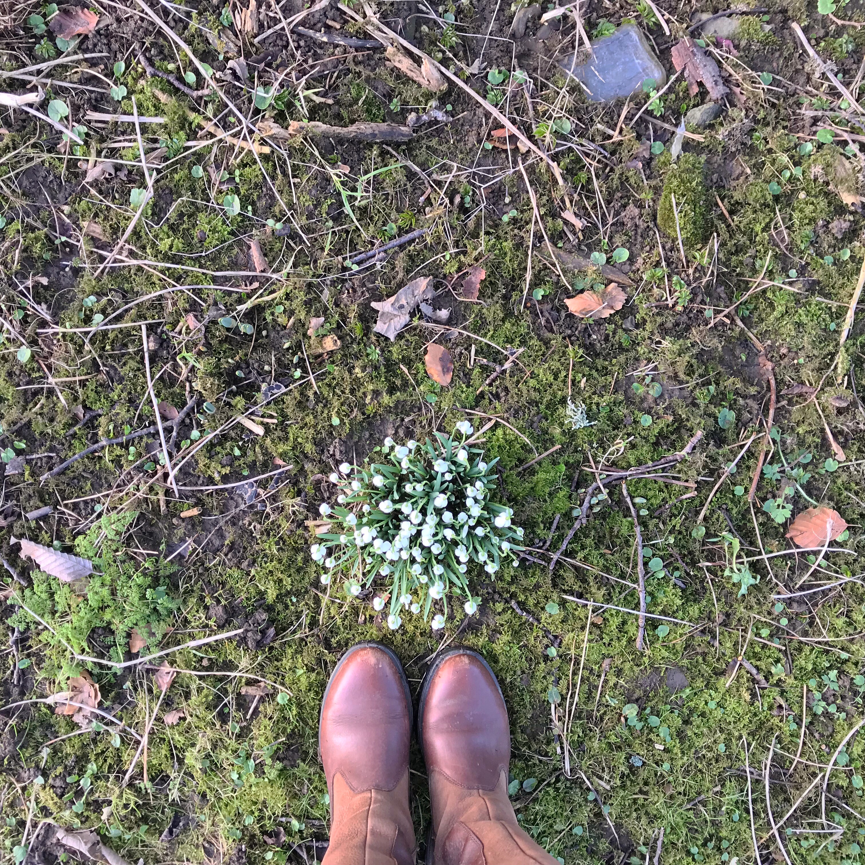 Feet in Snowdrops