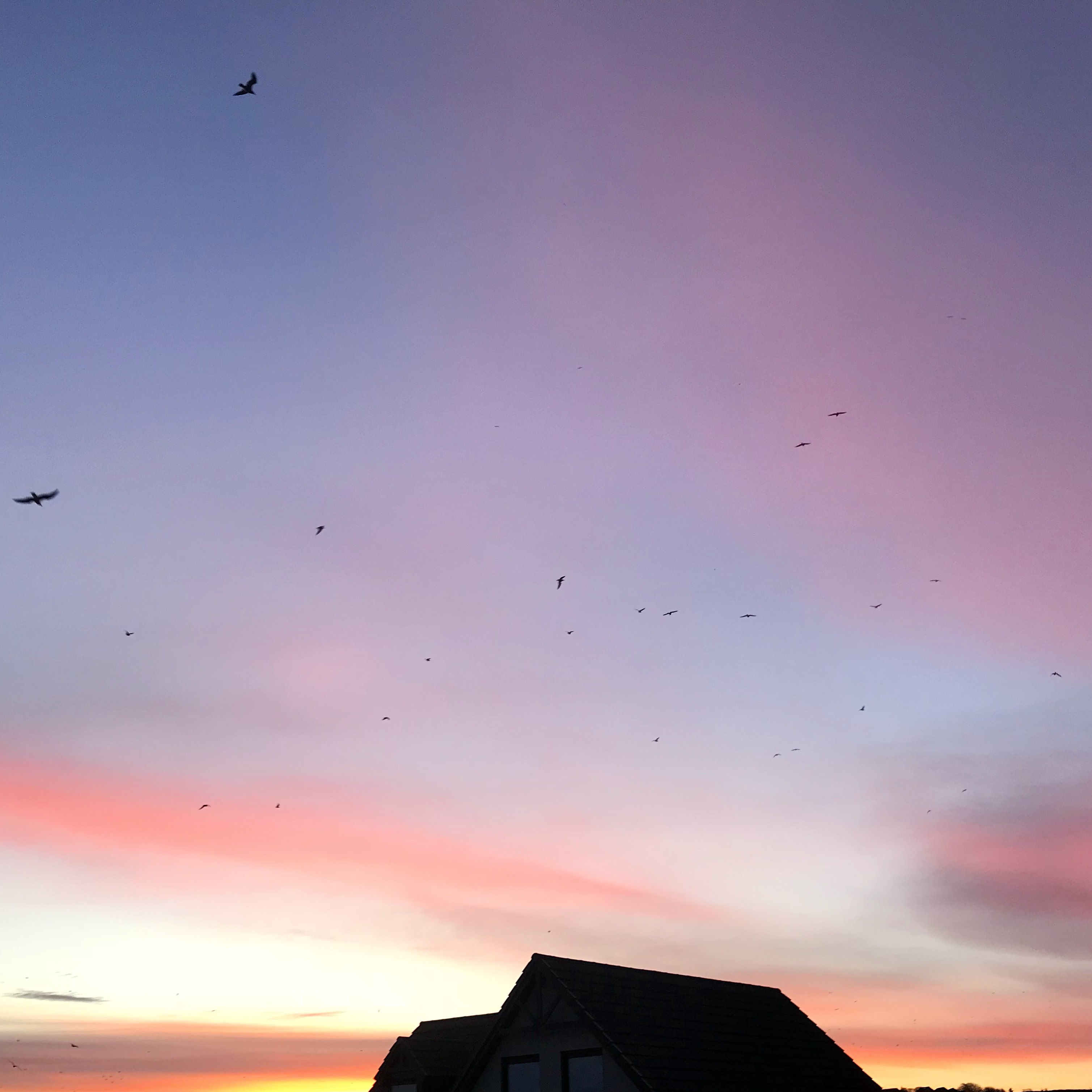 Pink Sky and Birds