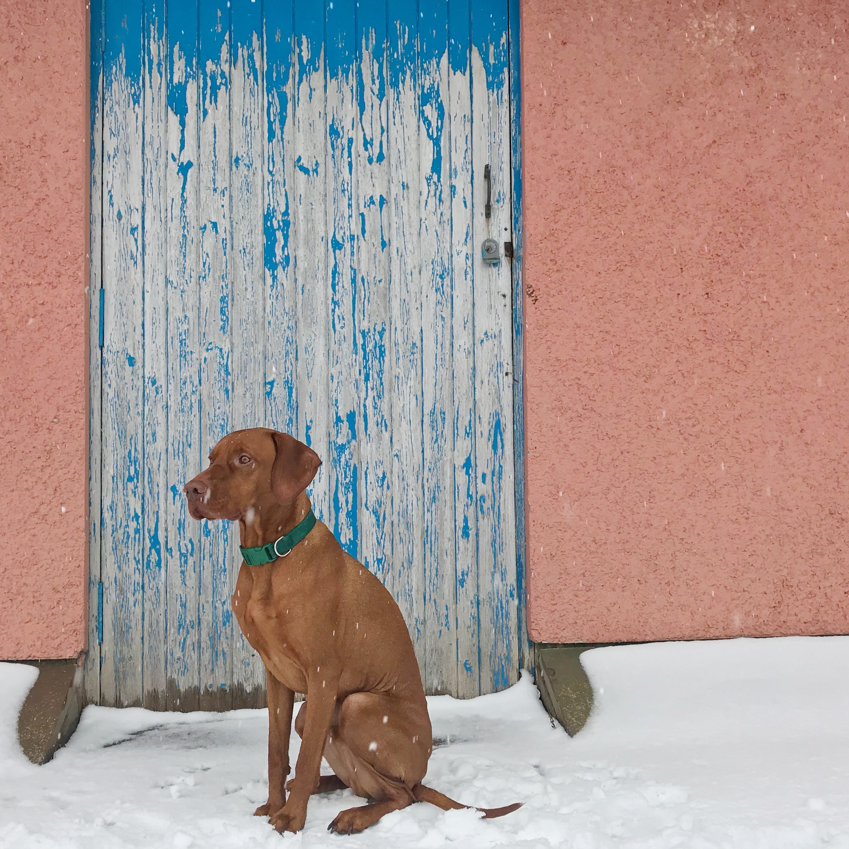 Vizsla at Snowy Door