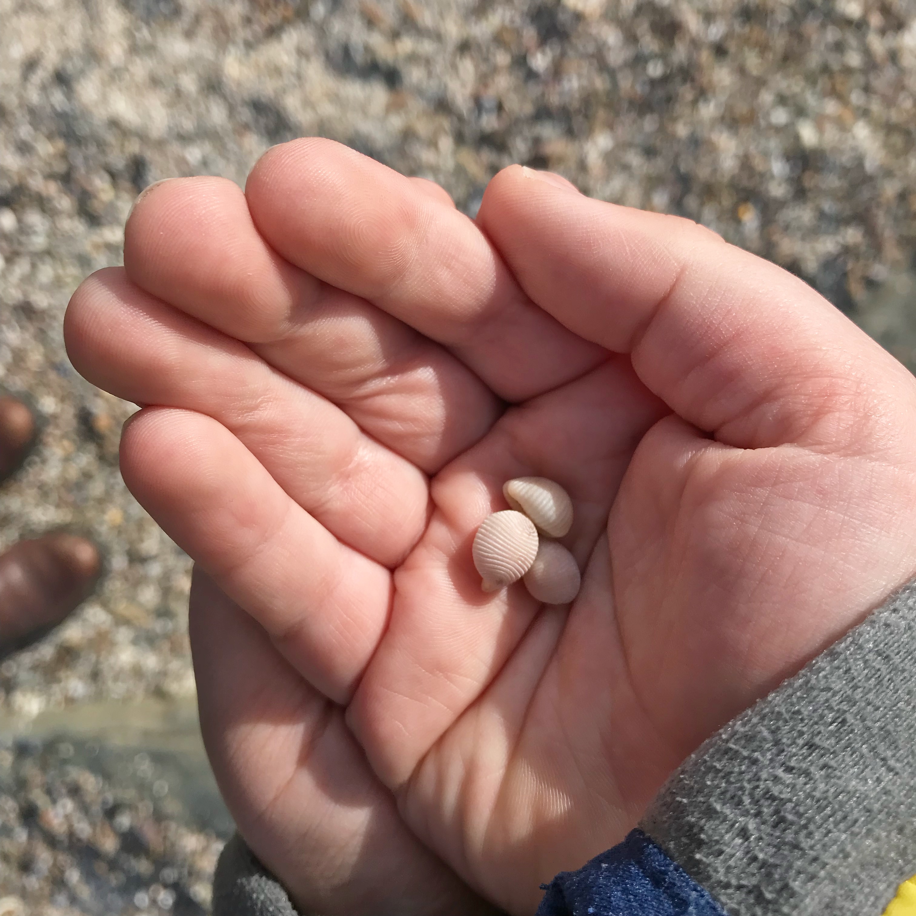 Groatie Buckies Caithness