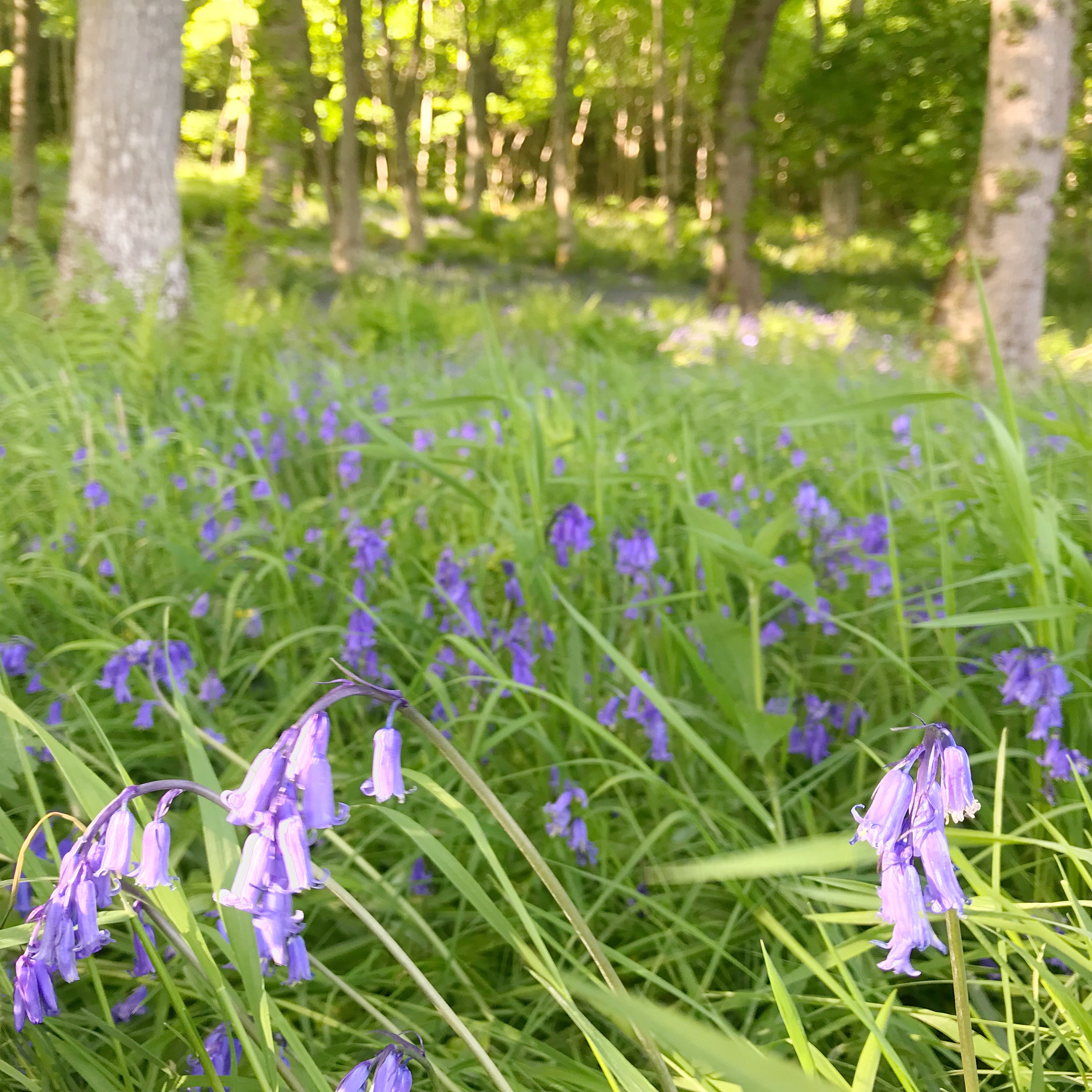 Bluebells Spring 2018