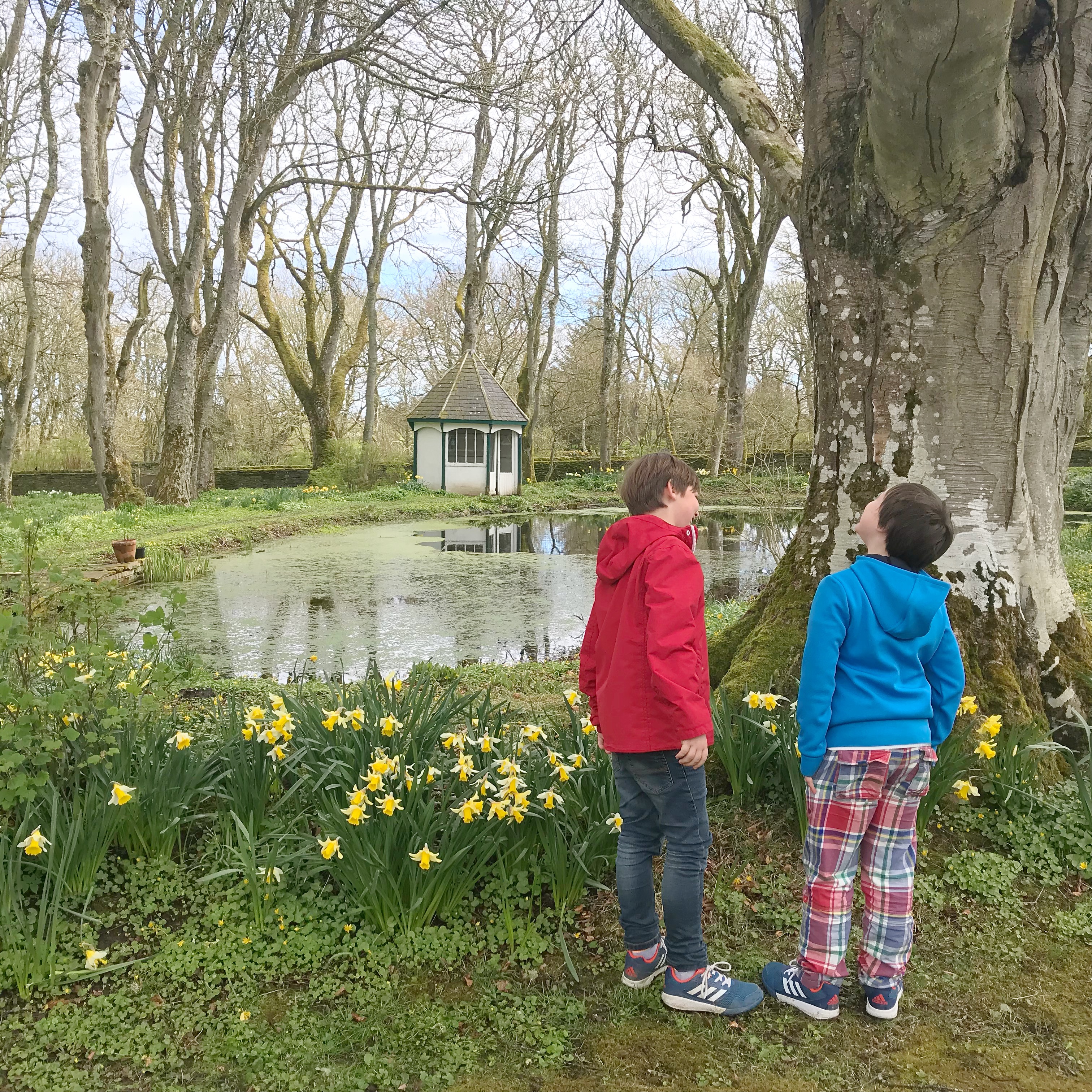 Daffodil Day Boys.JPG