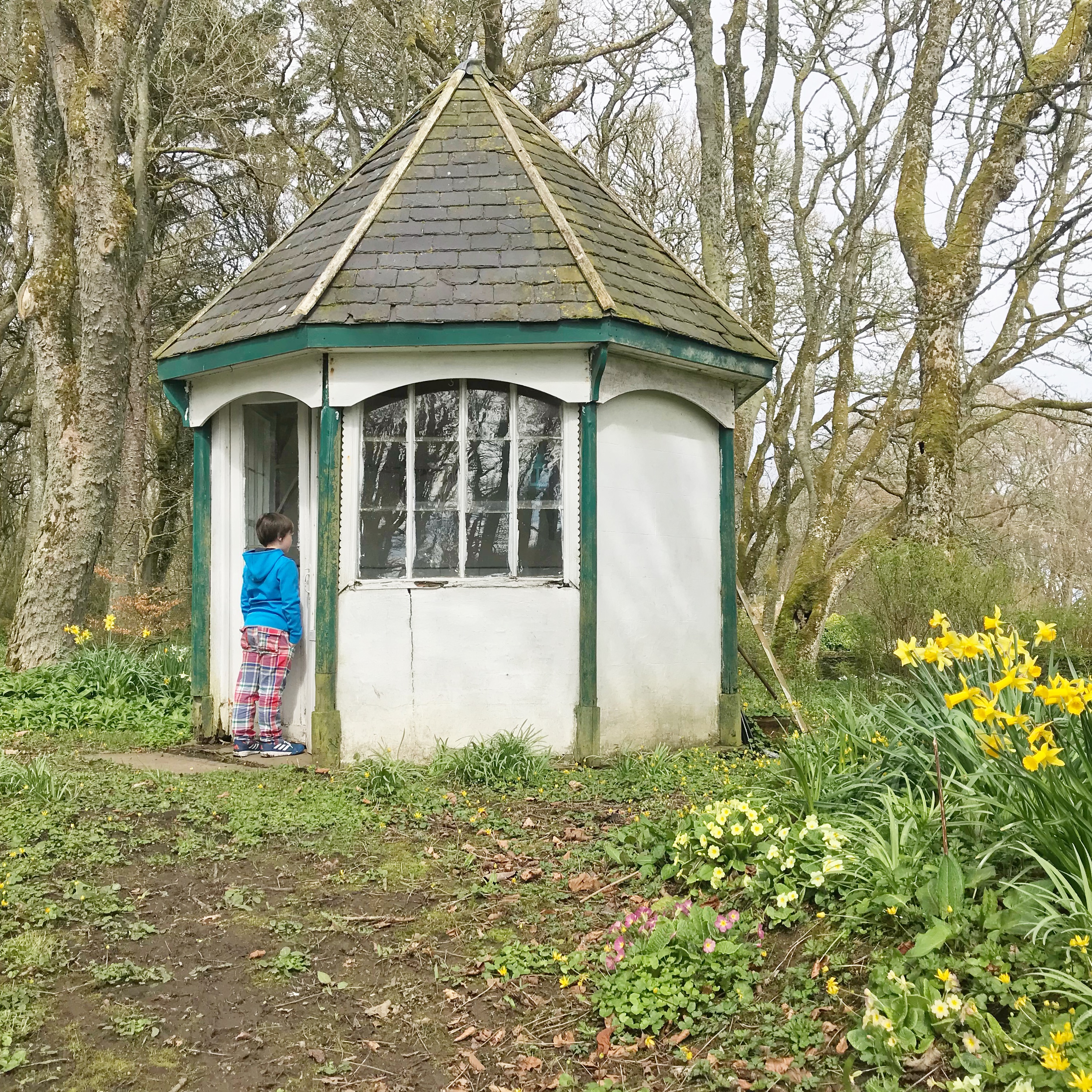 Daffodil Day Thrumster House.JPG