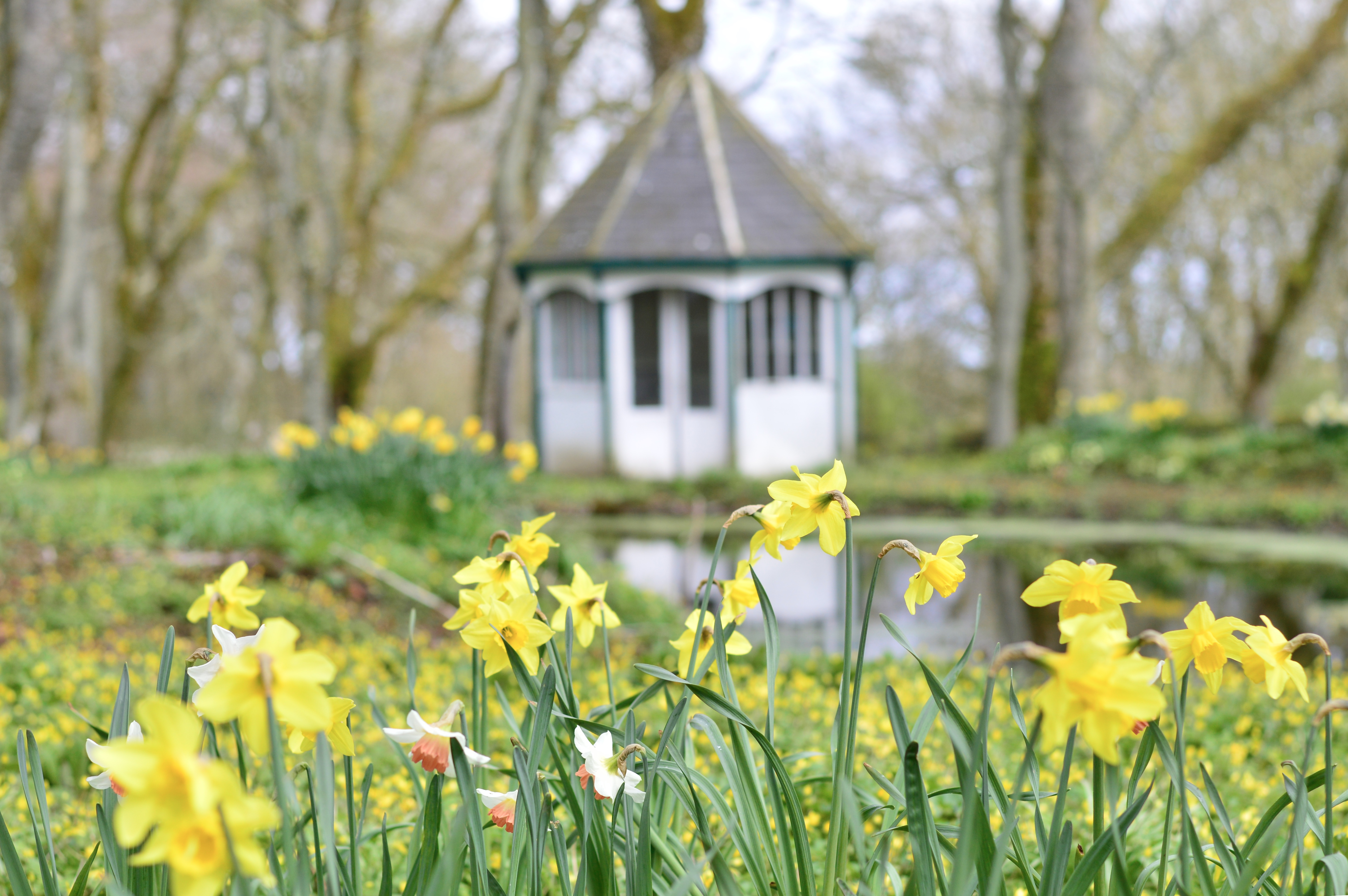 Daffodils Thrumster House