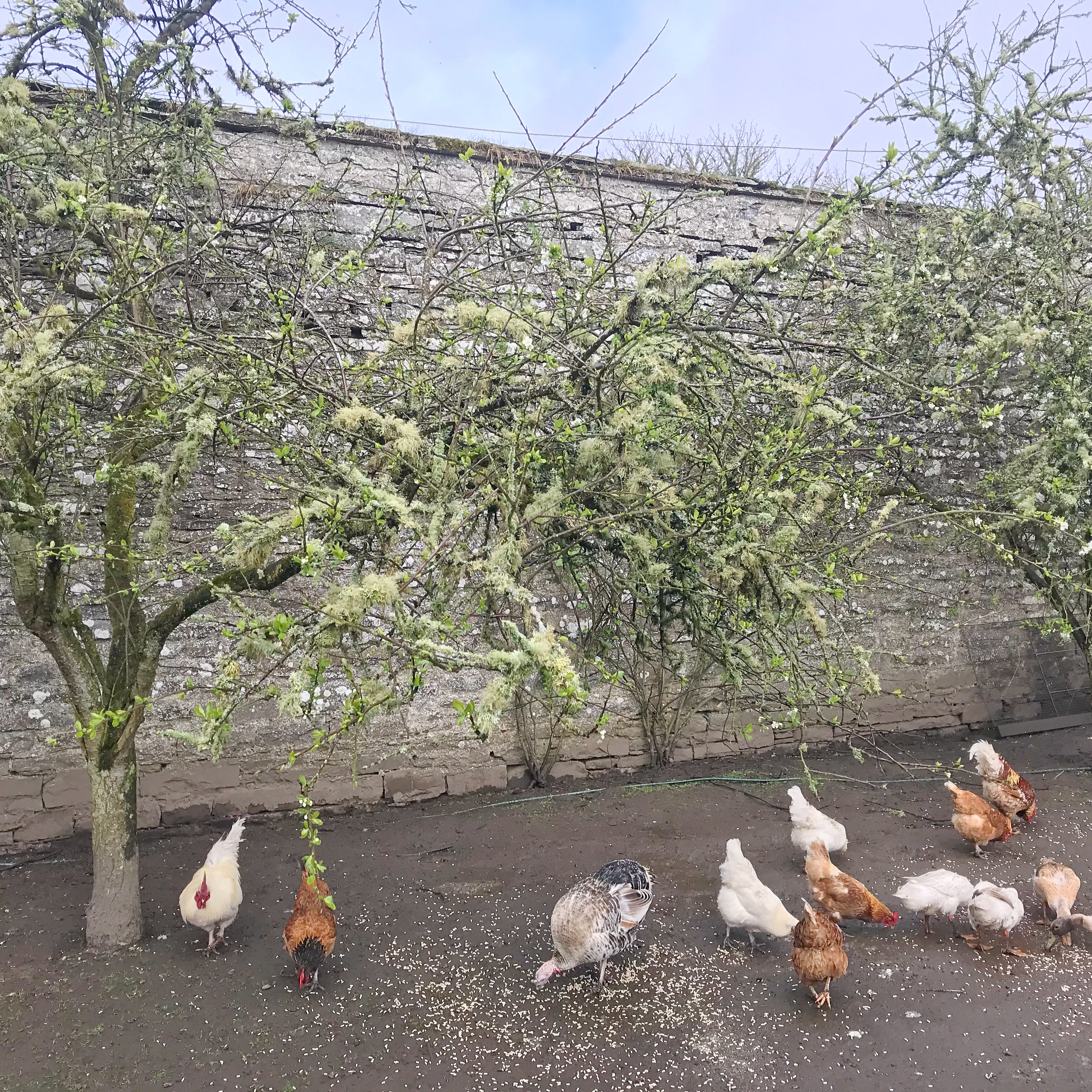 Forse of Nature Chickens.JPG