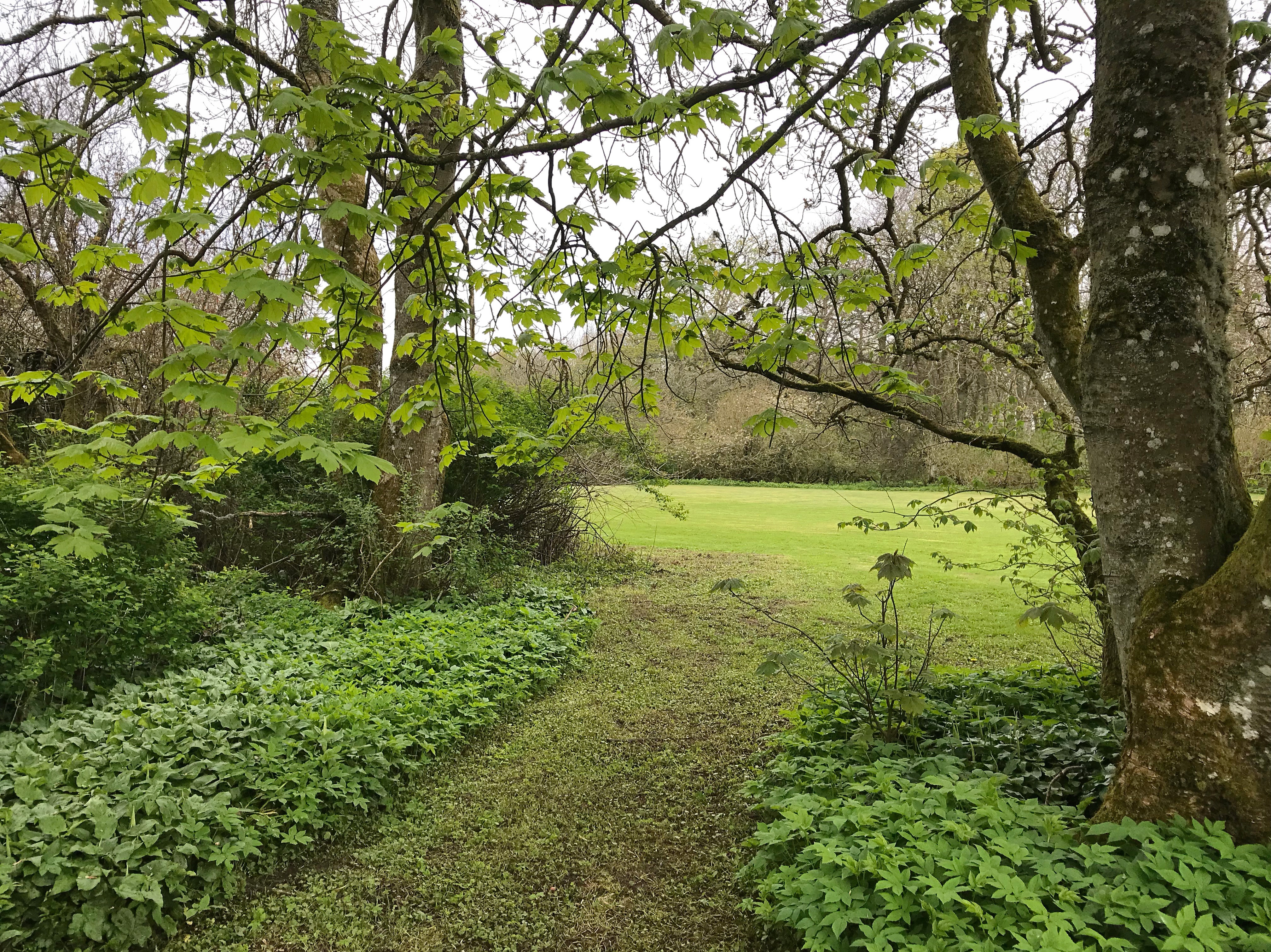 Forse of Nature Tree Views.JPG