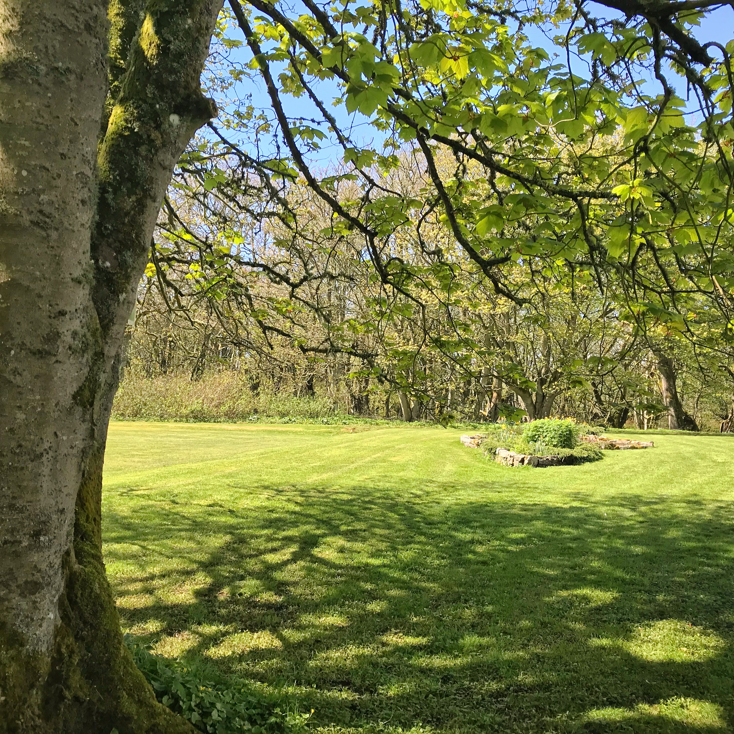 Forse of Nature Trees