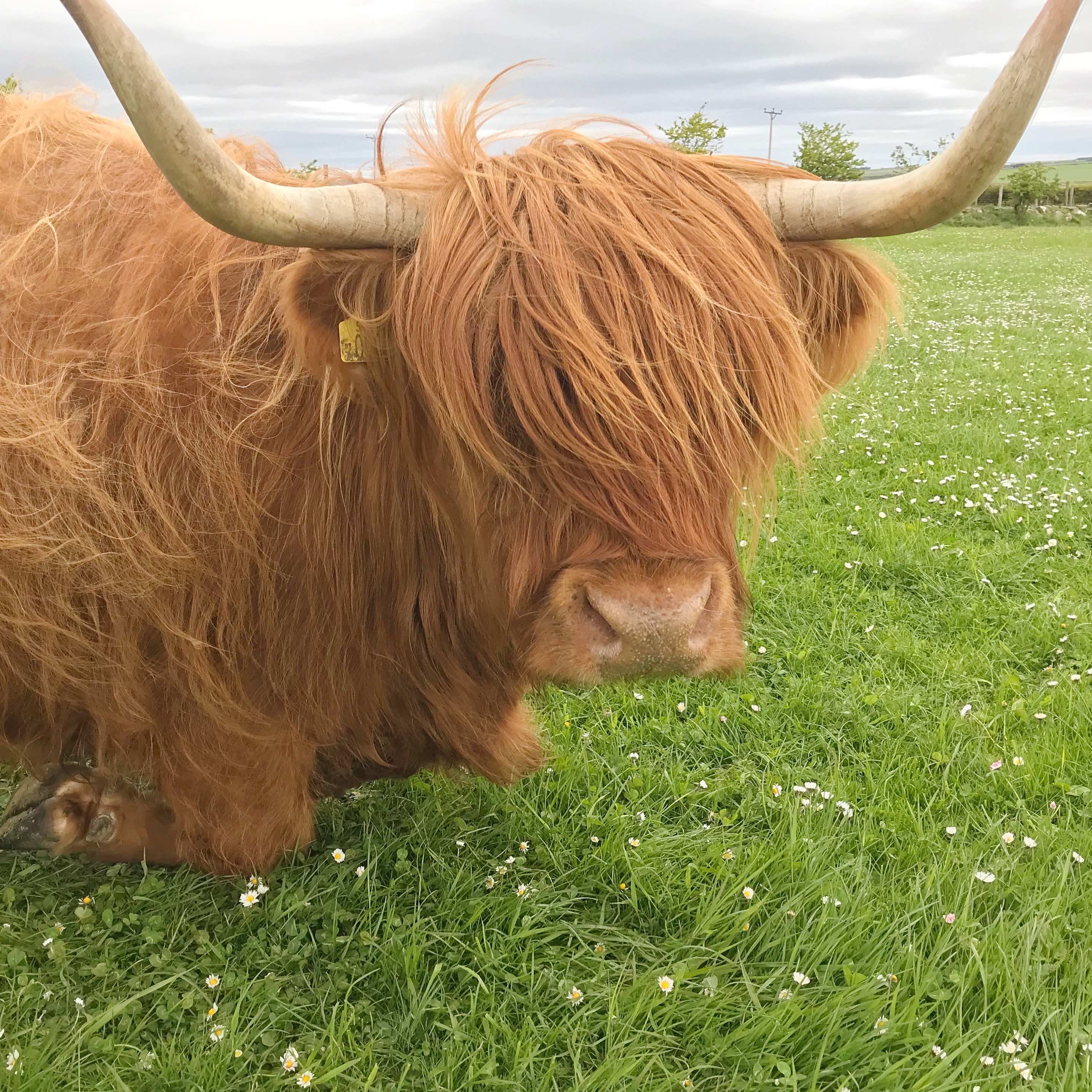 Highland Cow