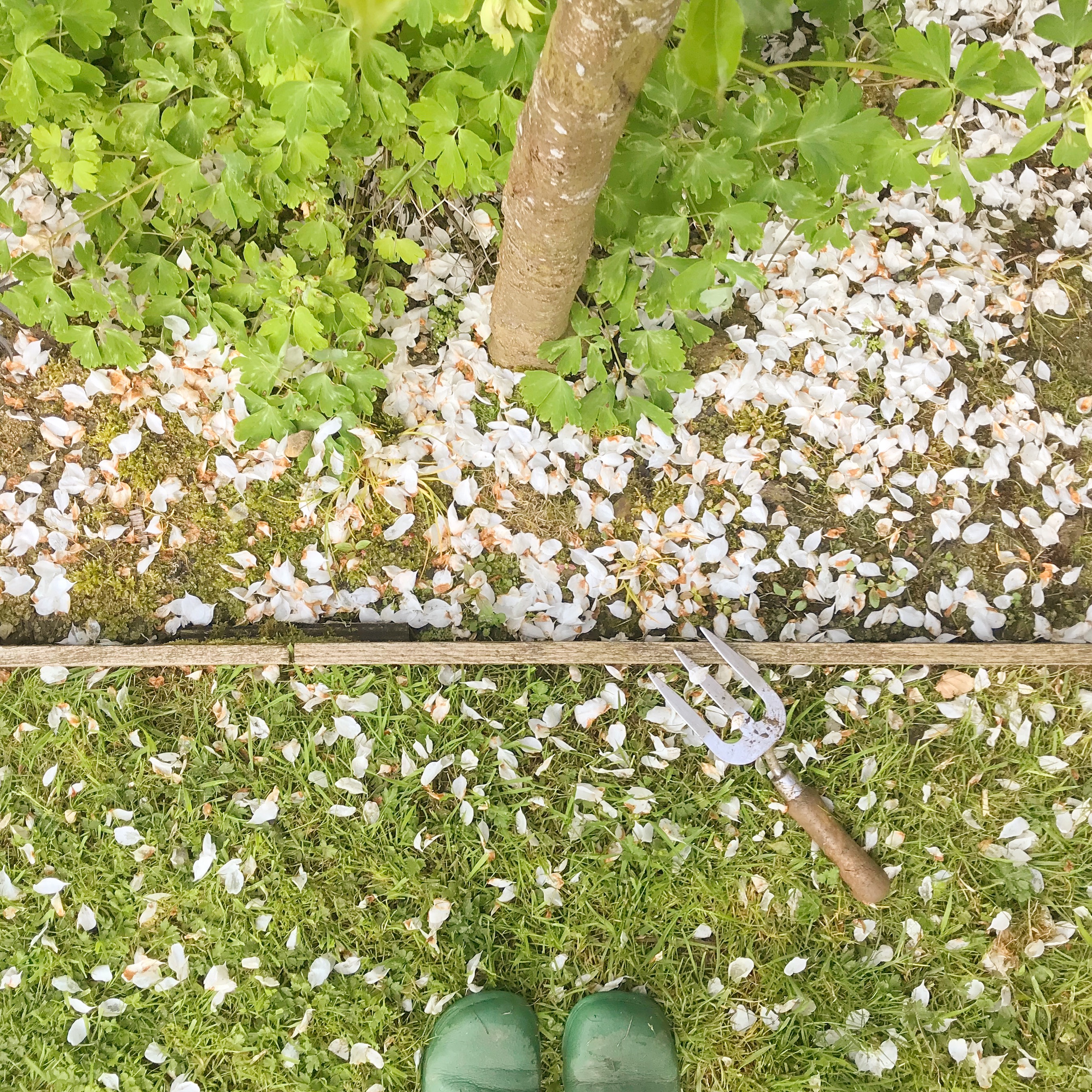 Weeding in Blossom