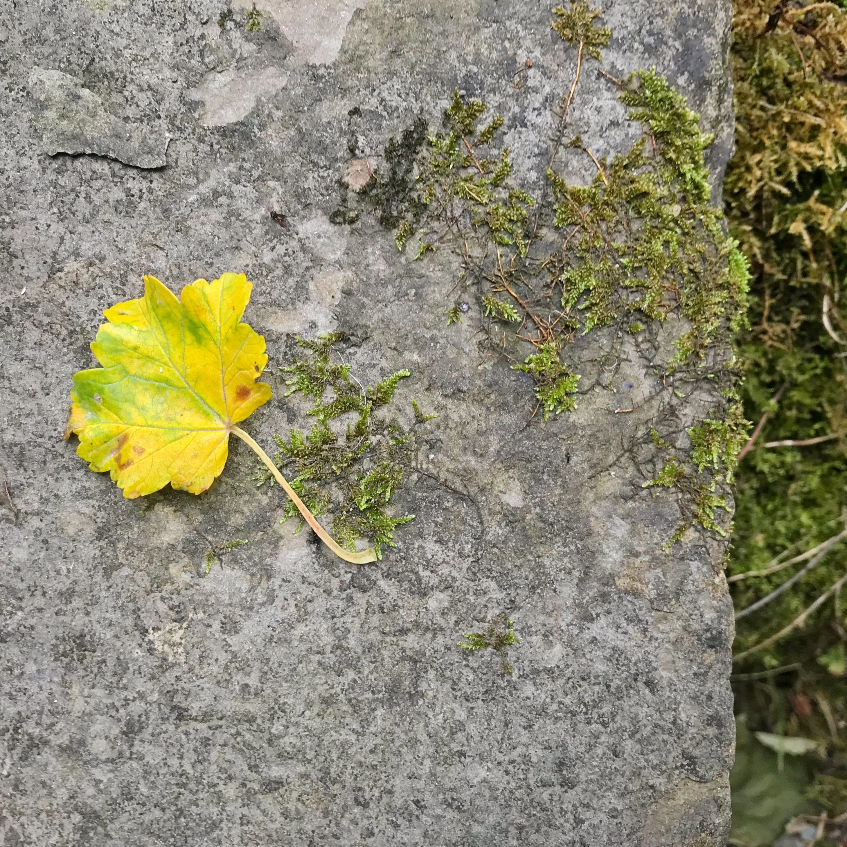 Picture of Autumn leaf on mossy stone