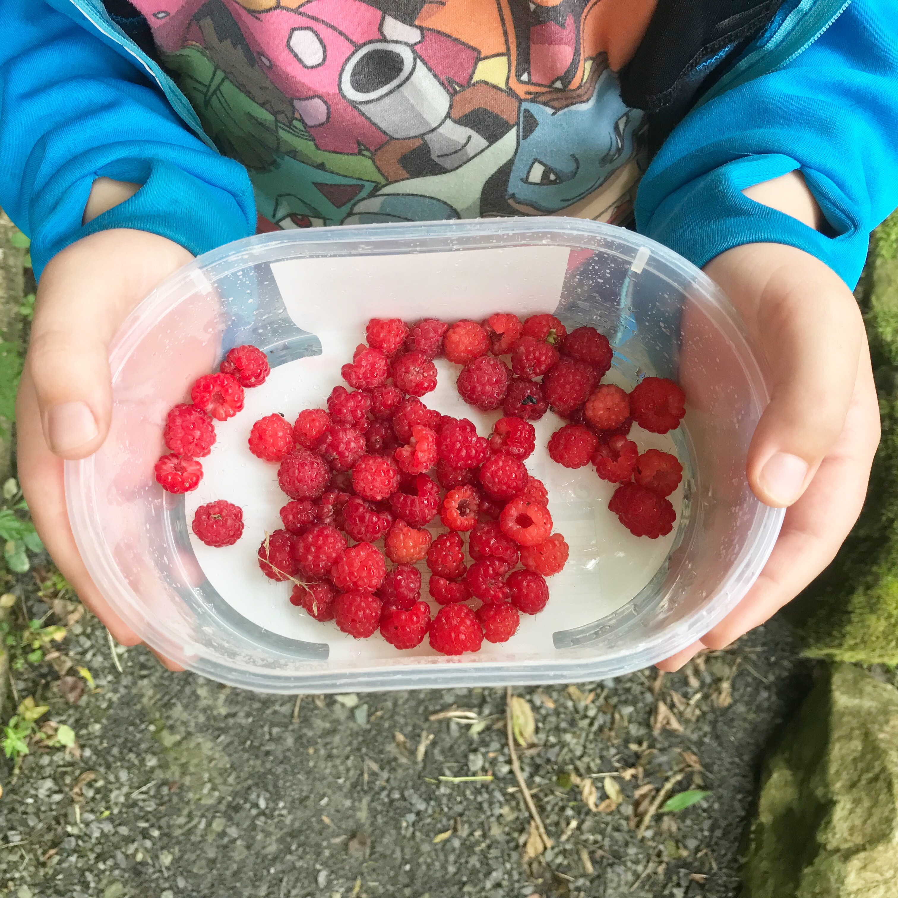 Picture of foraged berries in container