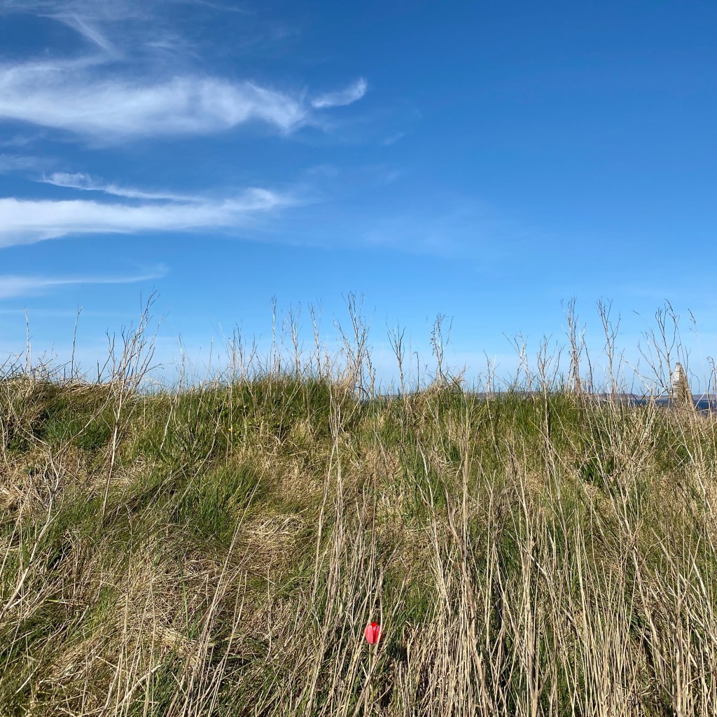 Lone tulip in the verge