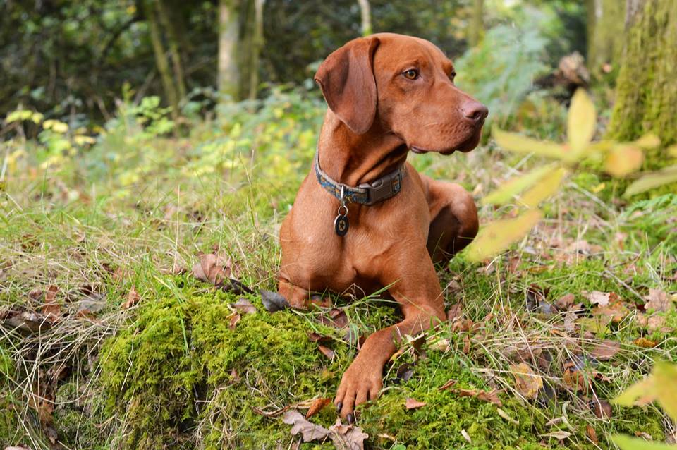 What Dogs Teach Us About Living – And Dying