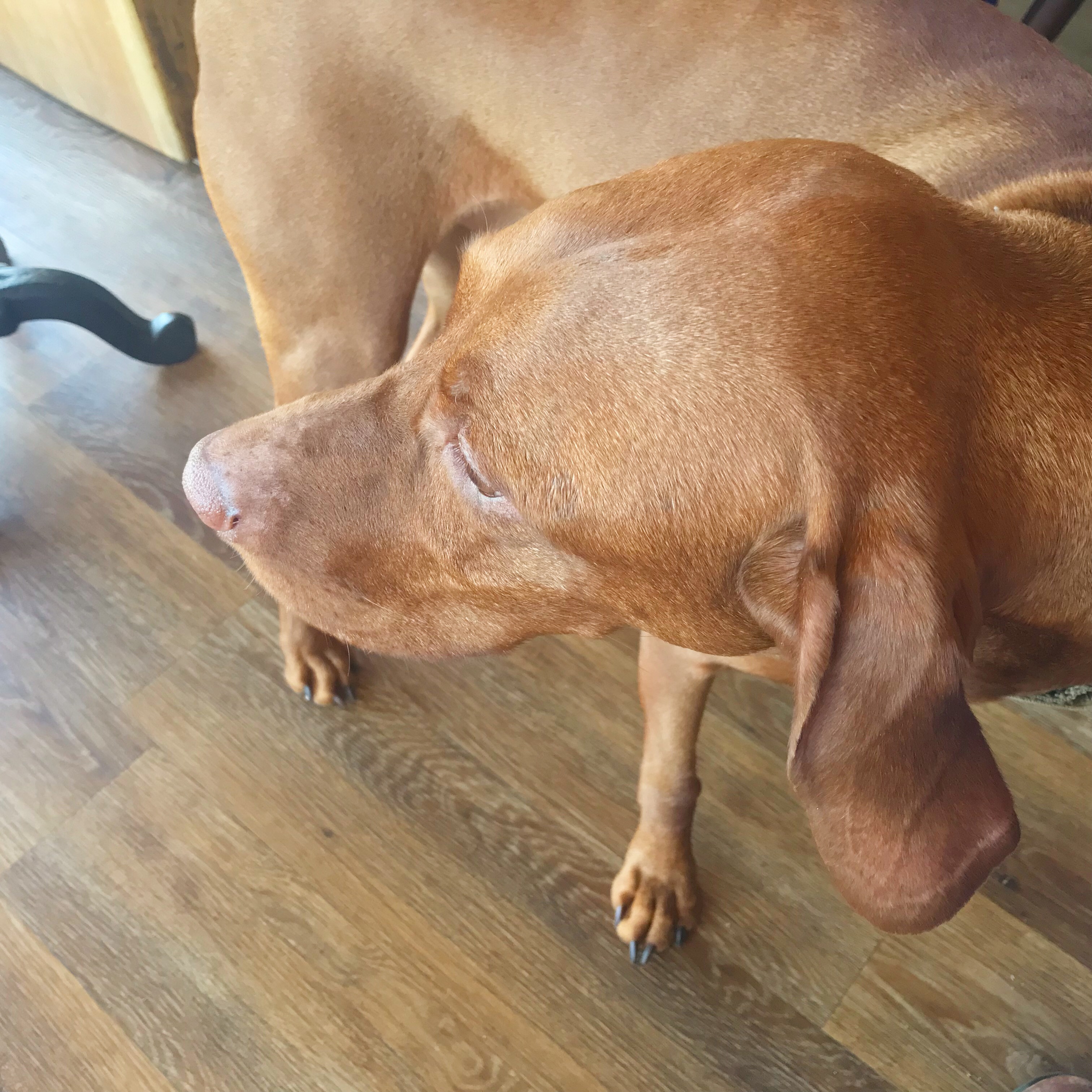 Hungarian Vizsla dog in dog friendly cafe