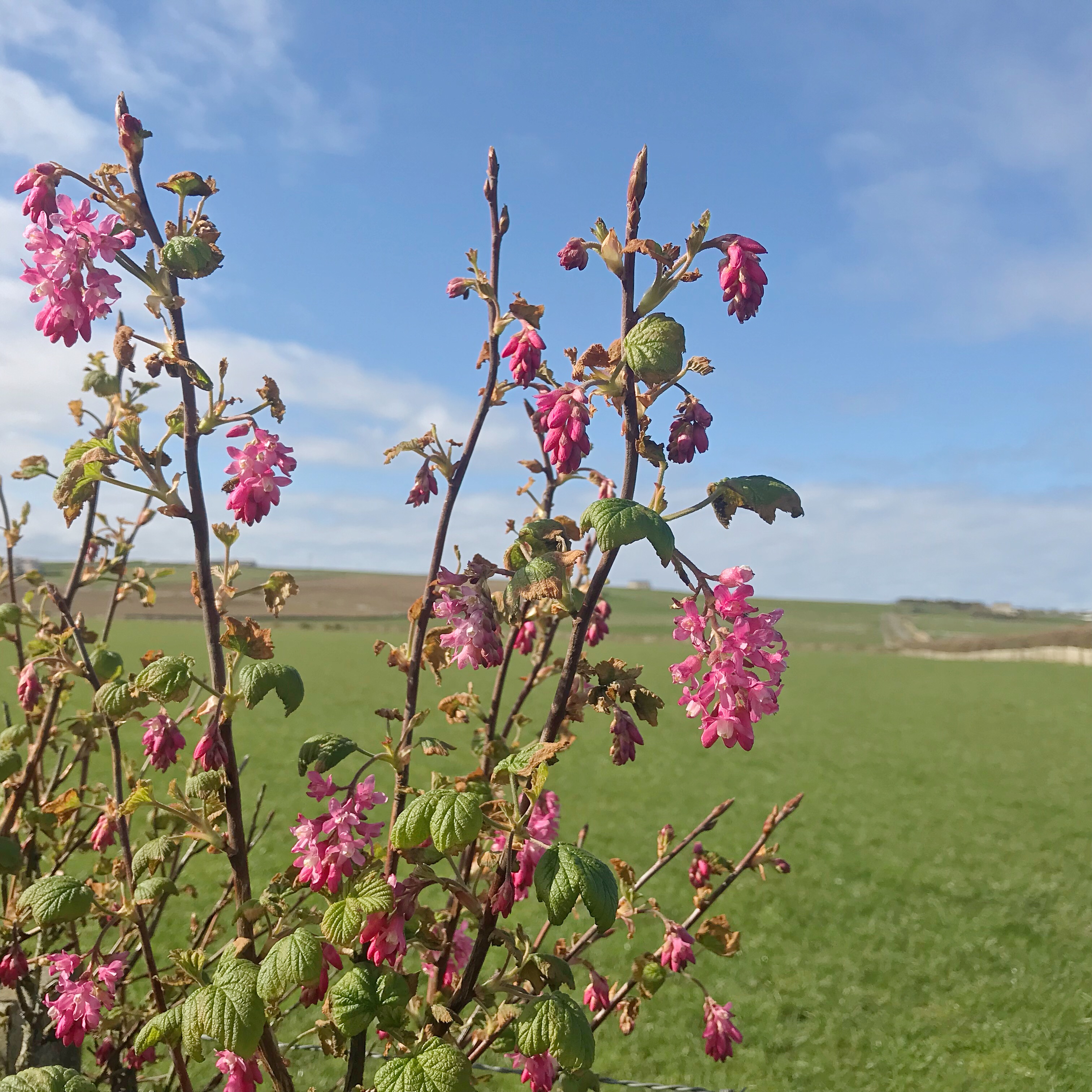Flowering currant bush in Springtime