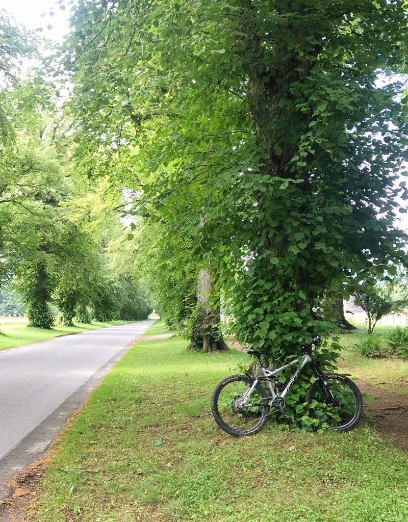 Bike in Trees Blair Atholl