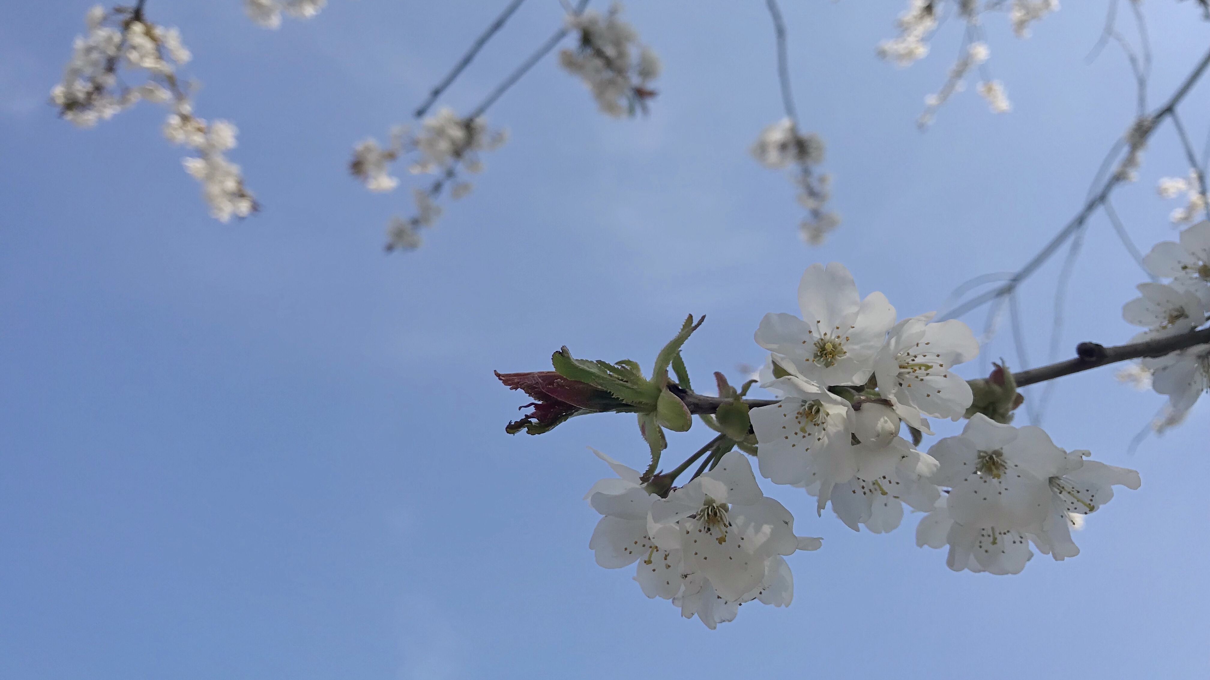Apple blossom against blue sky