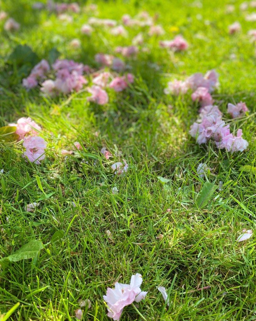Falling Blossom Caithness Spring 2020