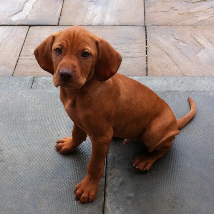 Hungarian Vizsla Puppy Family Dog