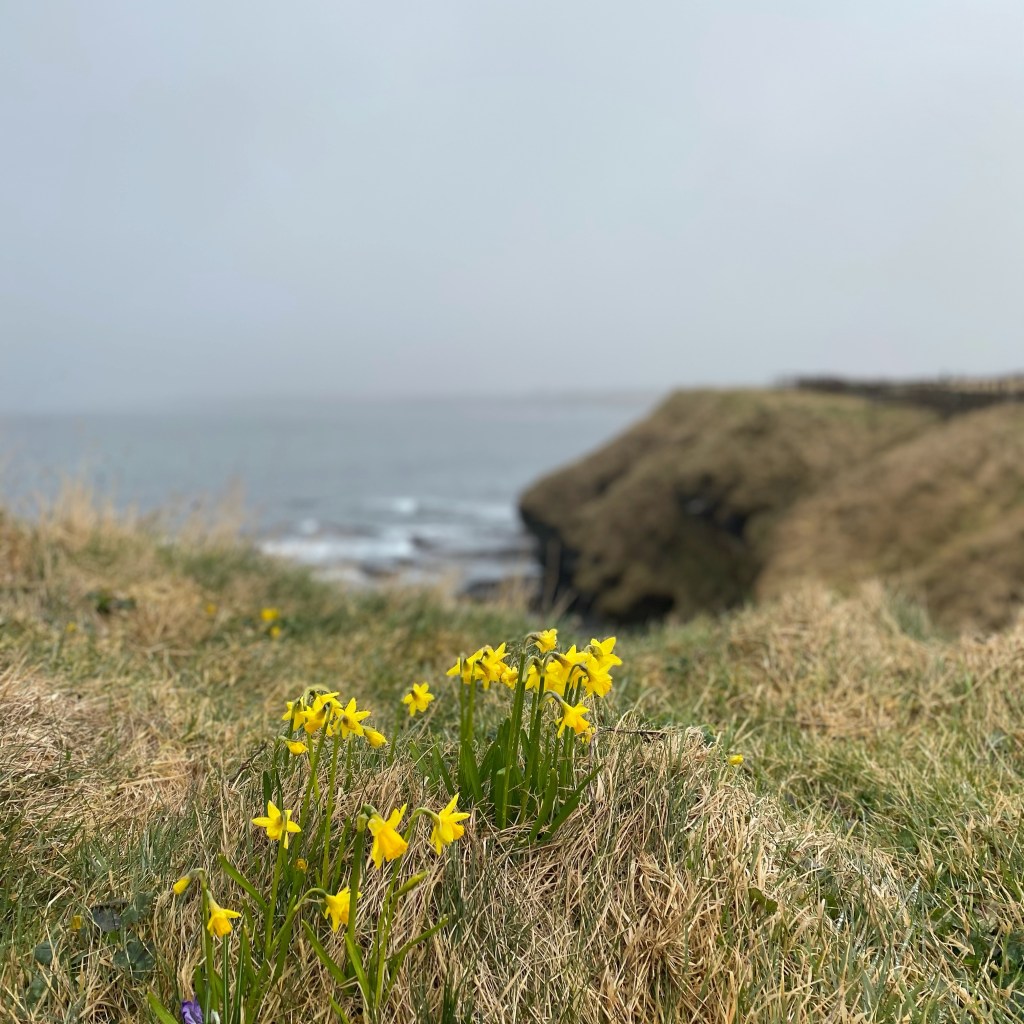 Coastal scene with daffodils, Caithness