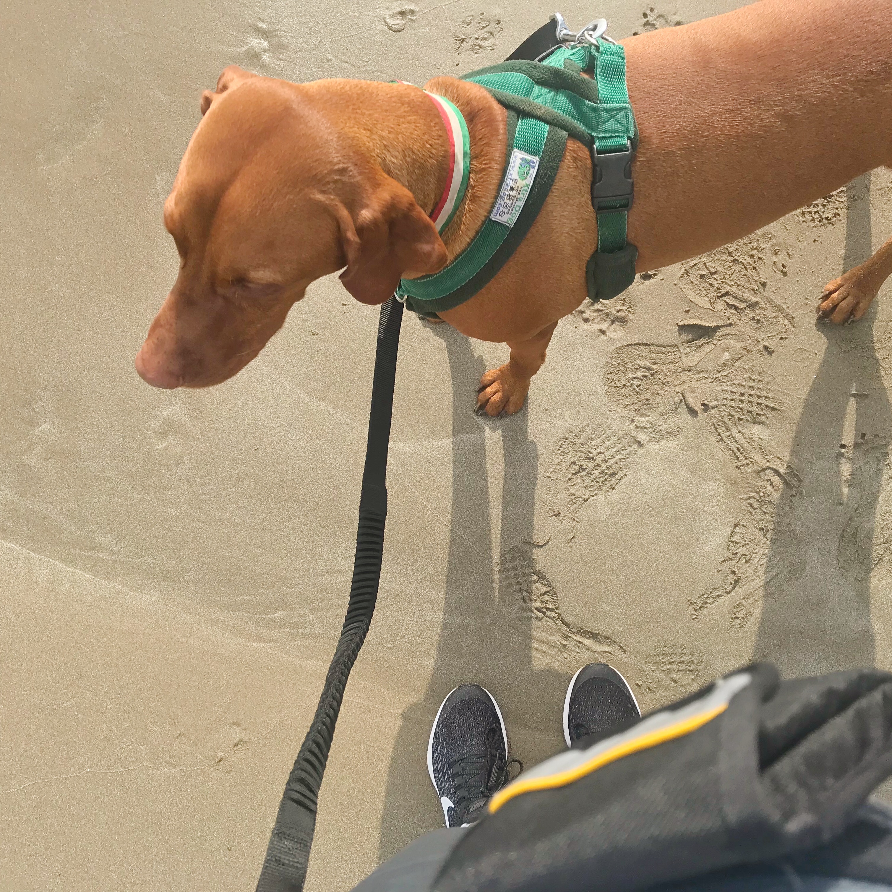 Dog on running lead at beach
