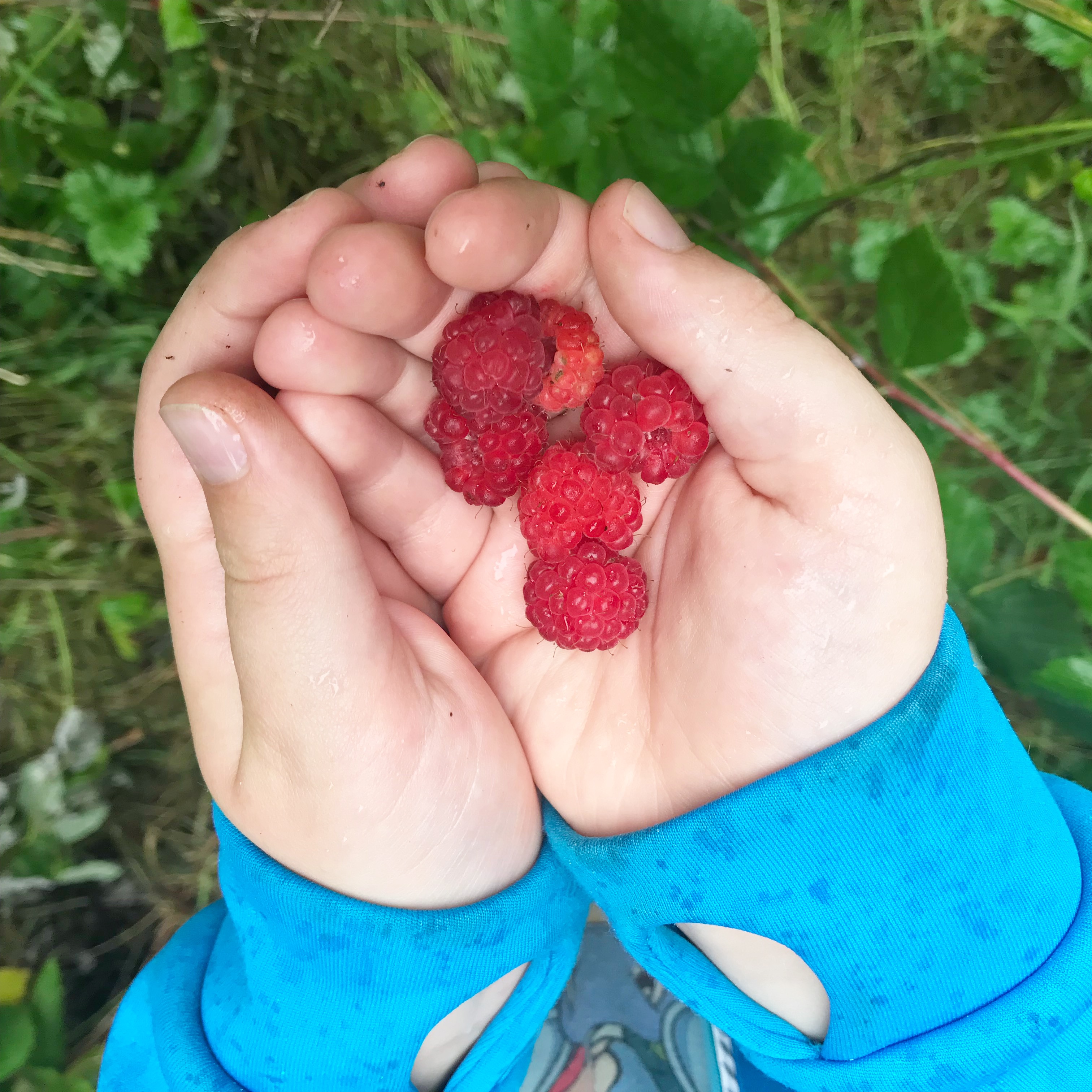 Picture of Autumn berries in child's hand