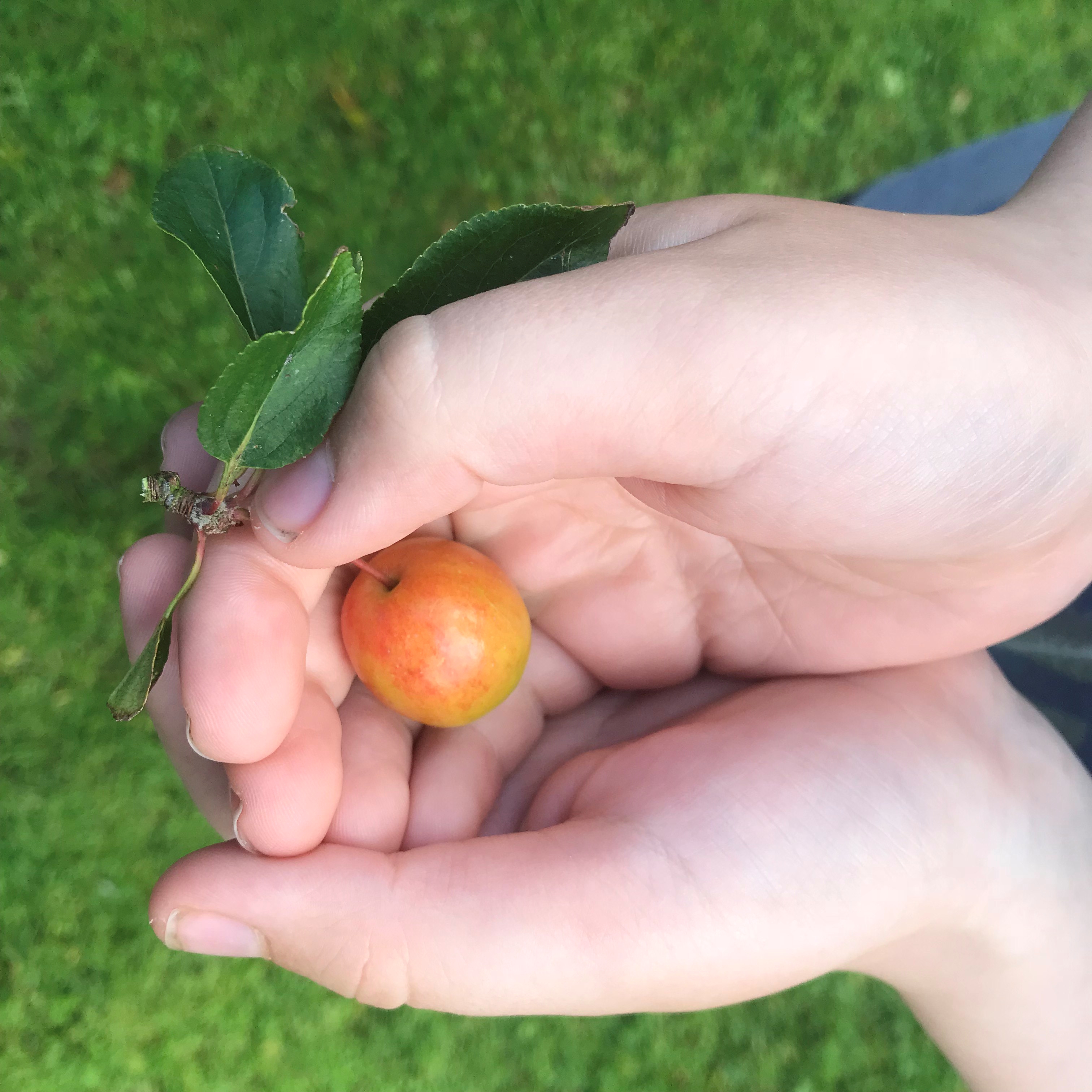 Picture of crab apple held in child's hand