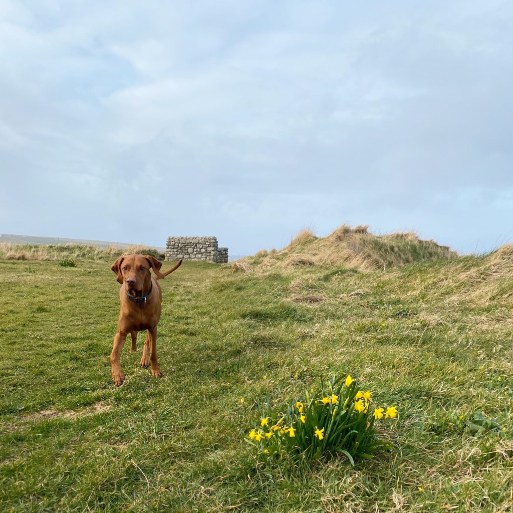 Dog in daffodils