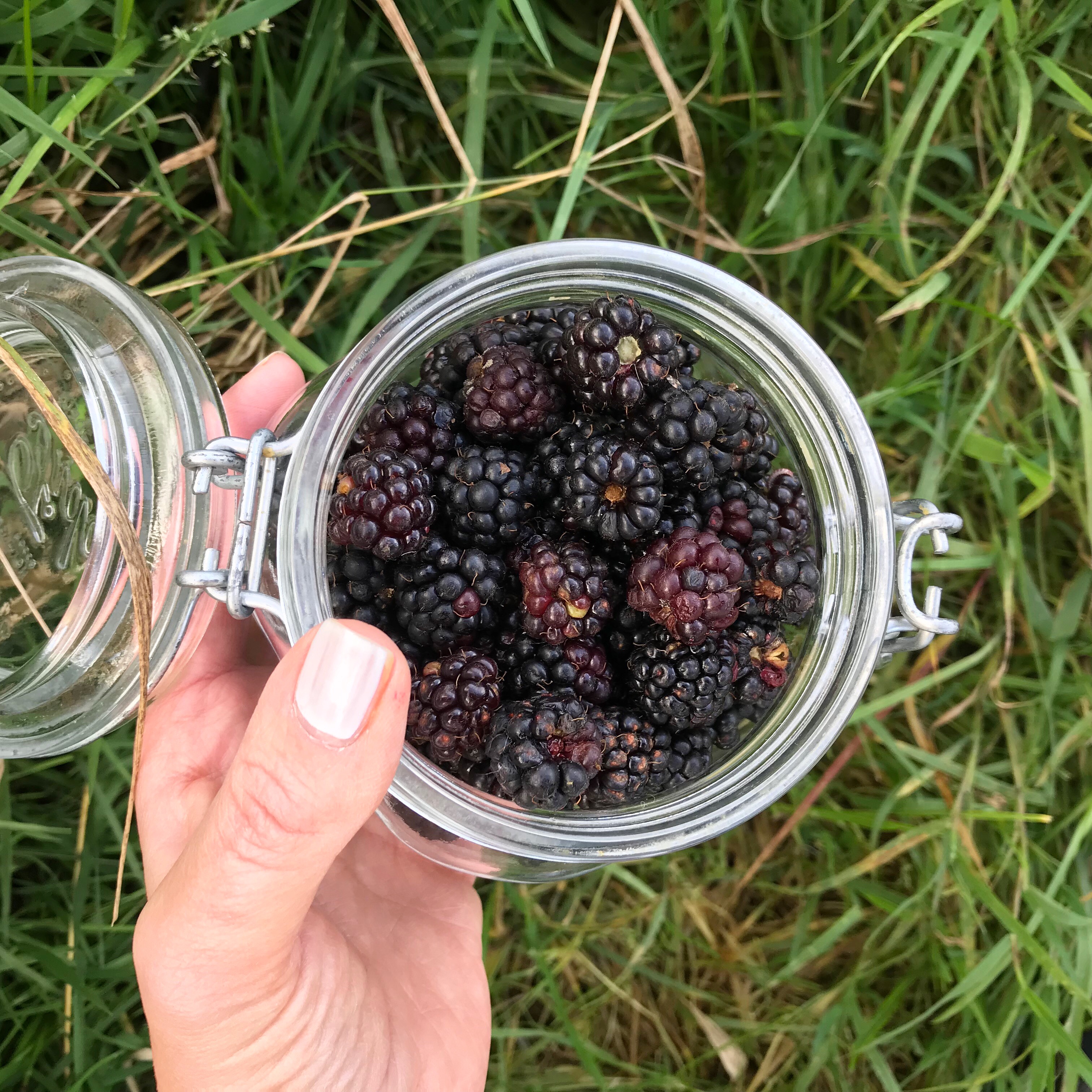 Picture of foraged brambles in container