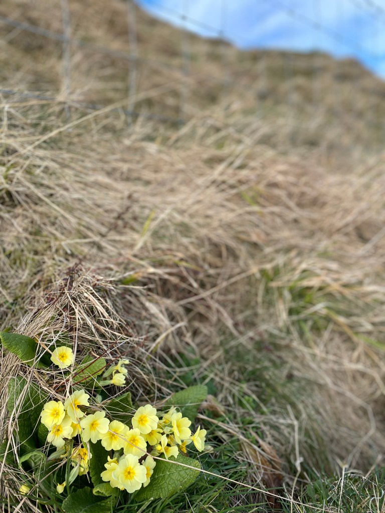 Primroses