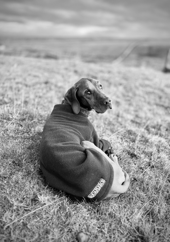 Brody, Hungarian Vizsla, 2012-2023