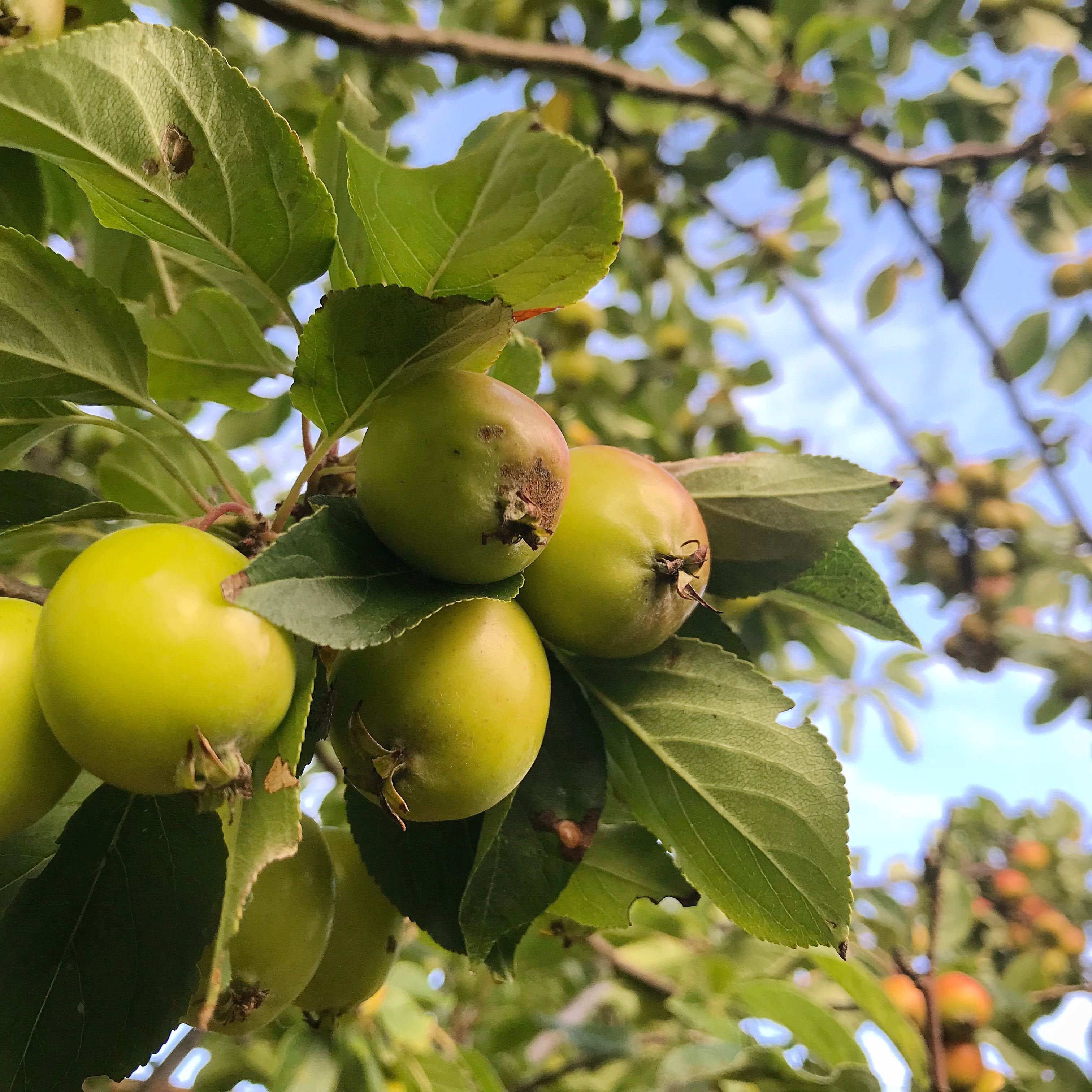 Picture of apple tree