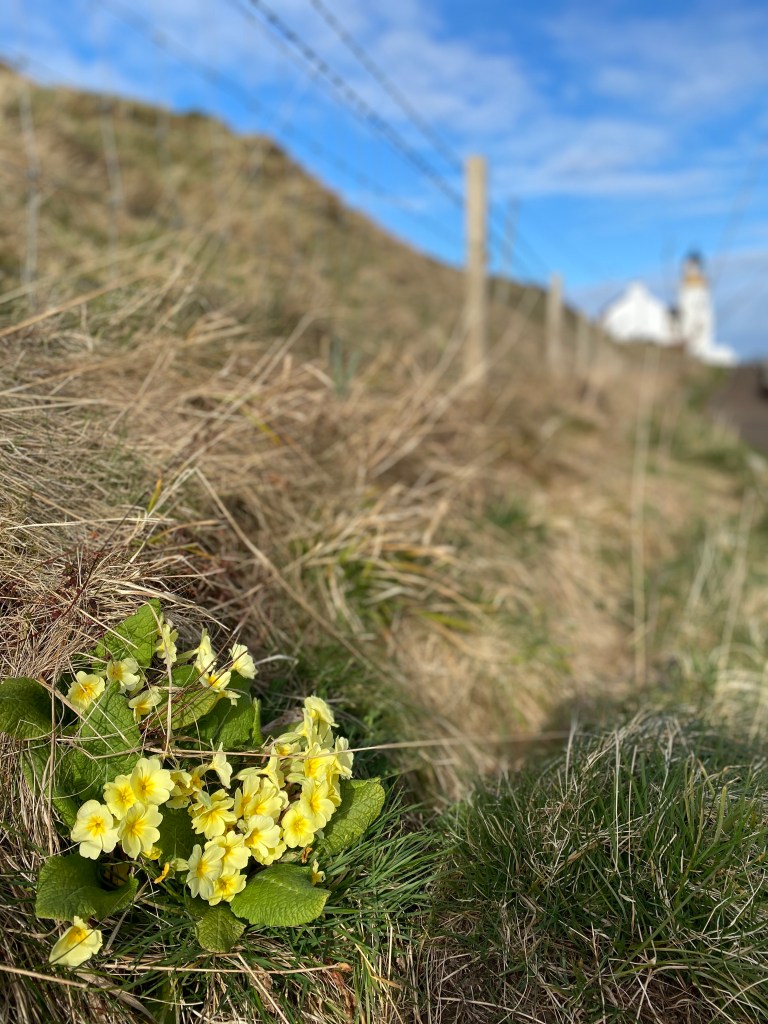 Primroses and Lighthouse, Caithness