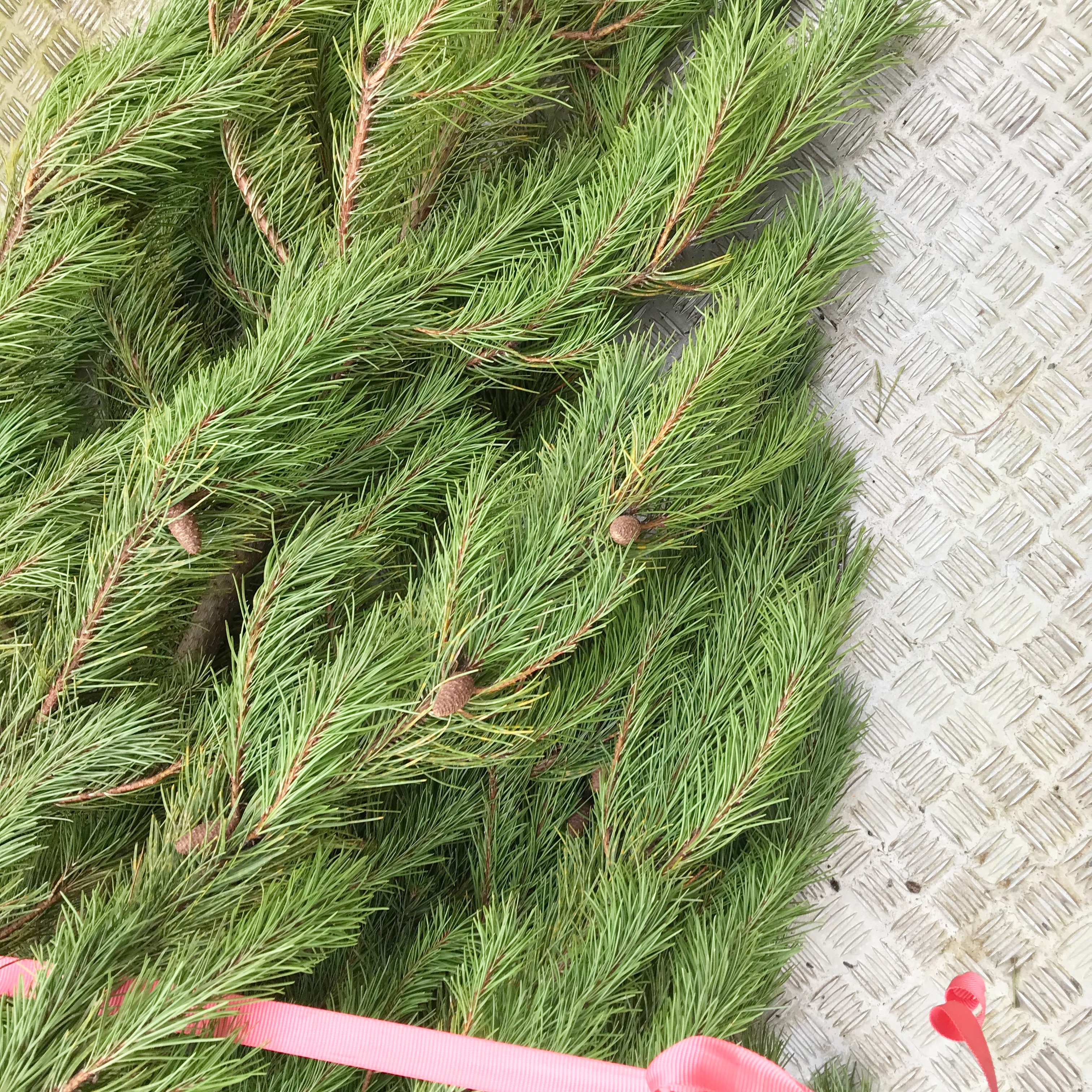 Picture of Christmas tree in ribbon