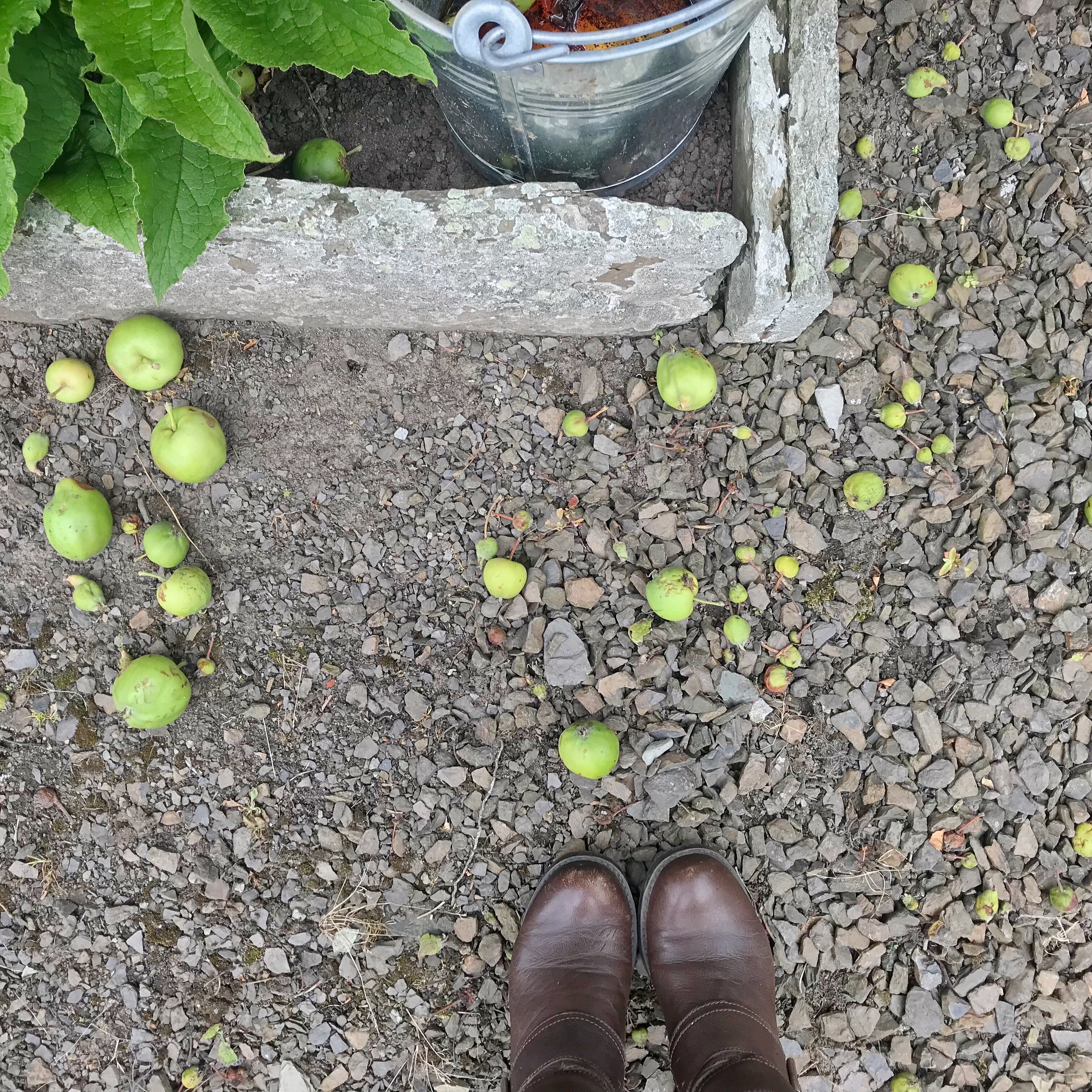 Fallen Apples on ground at Lyth Arts Centre