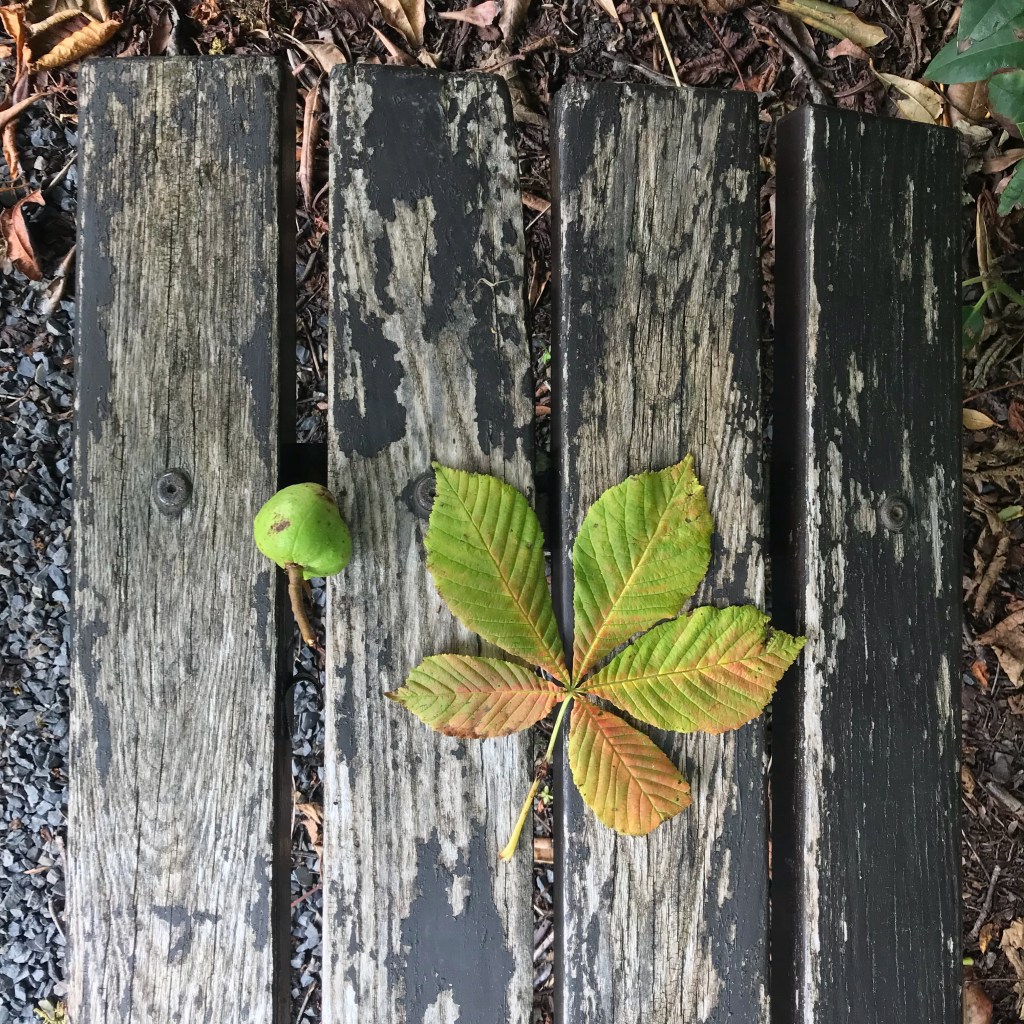 Picture of horse chestnut leaf and fallen conker on bench