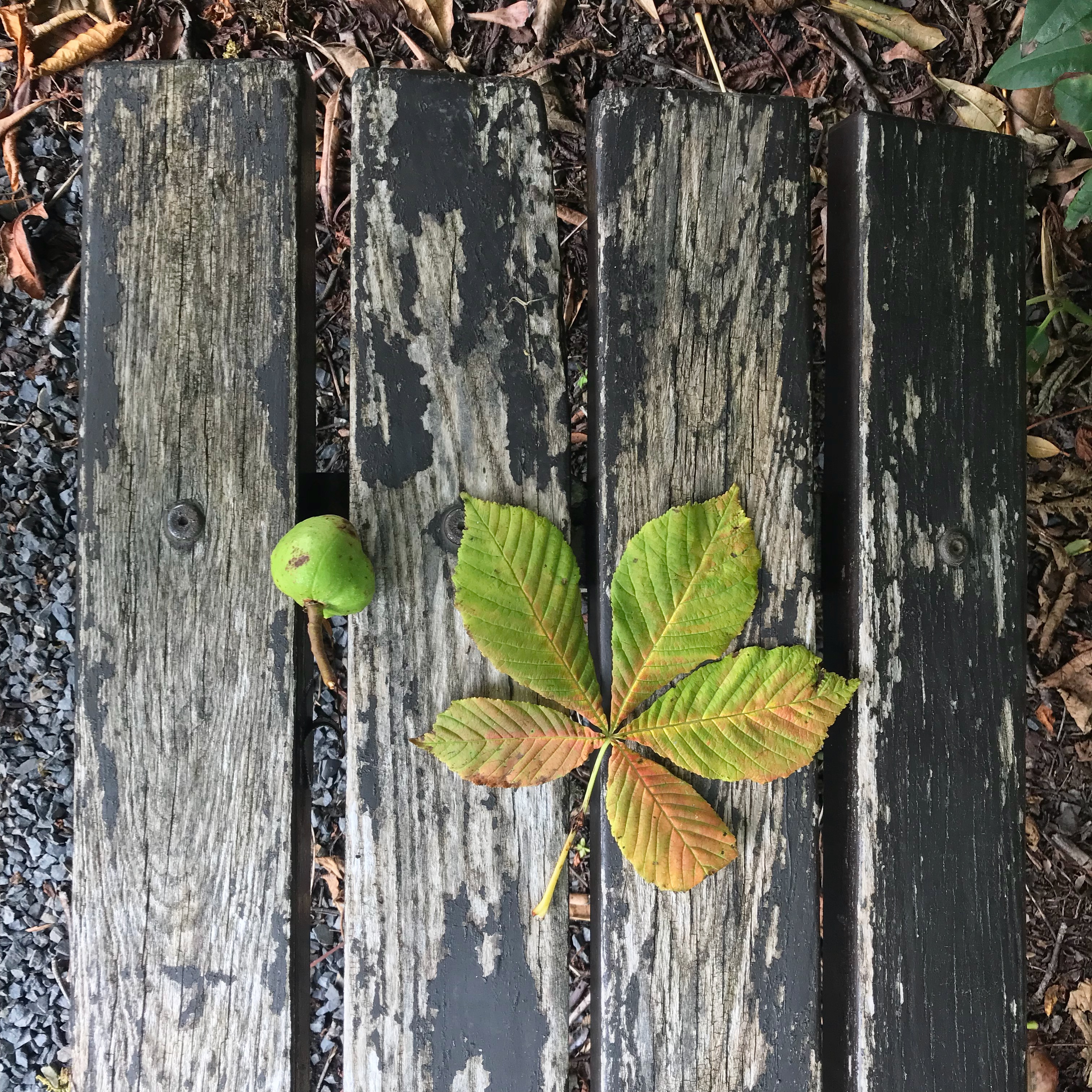 Picture of horse chestnut leaf and fallen conker on bench